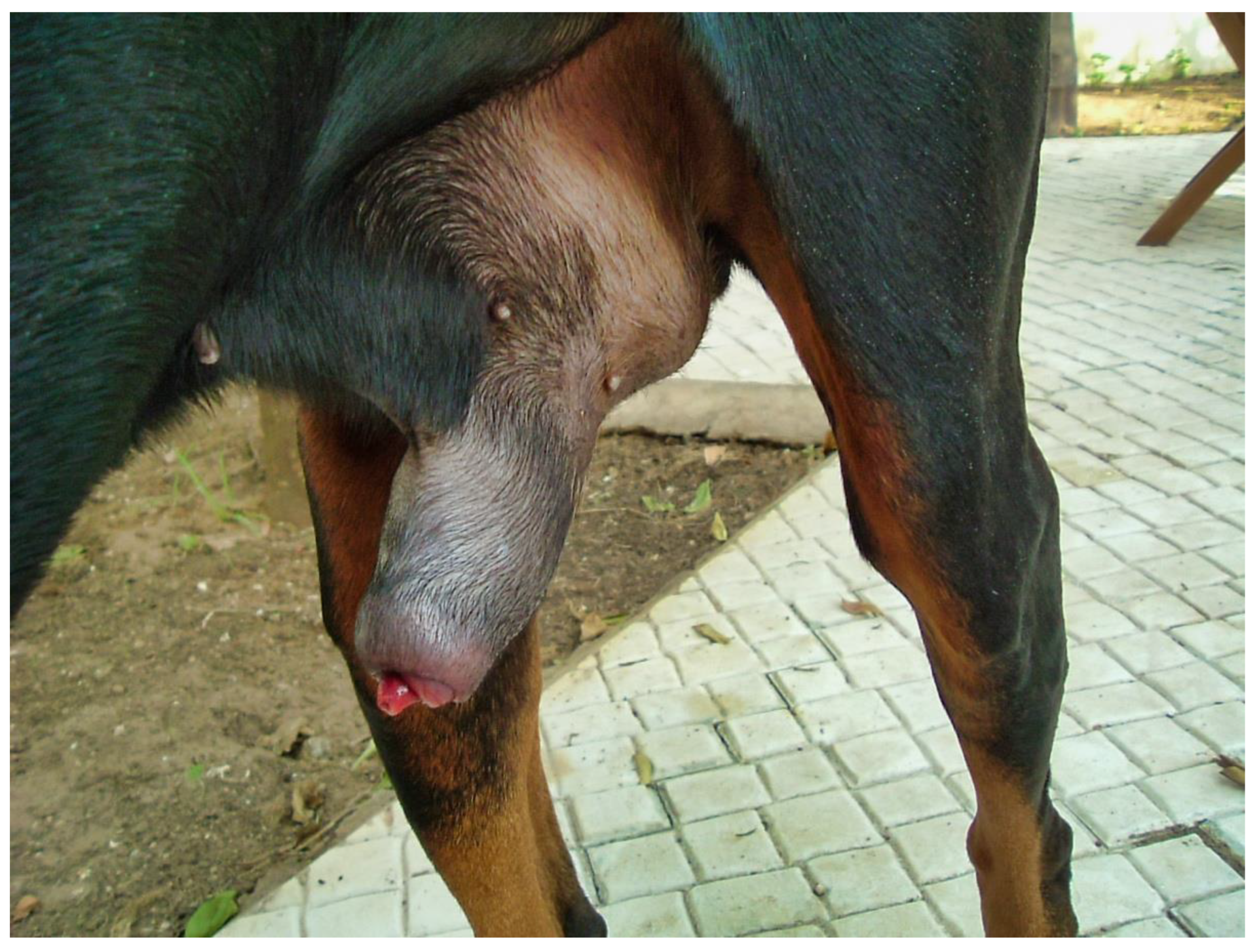 Doberman penis