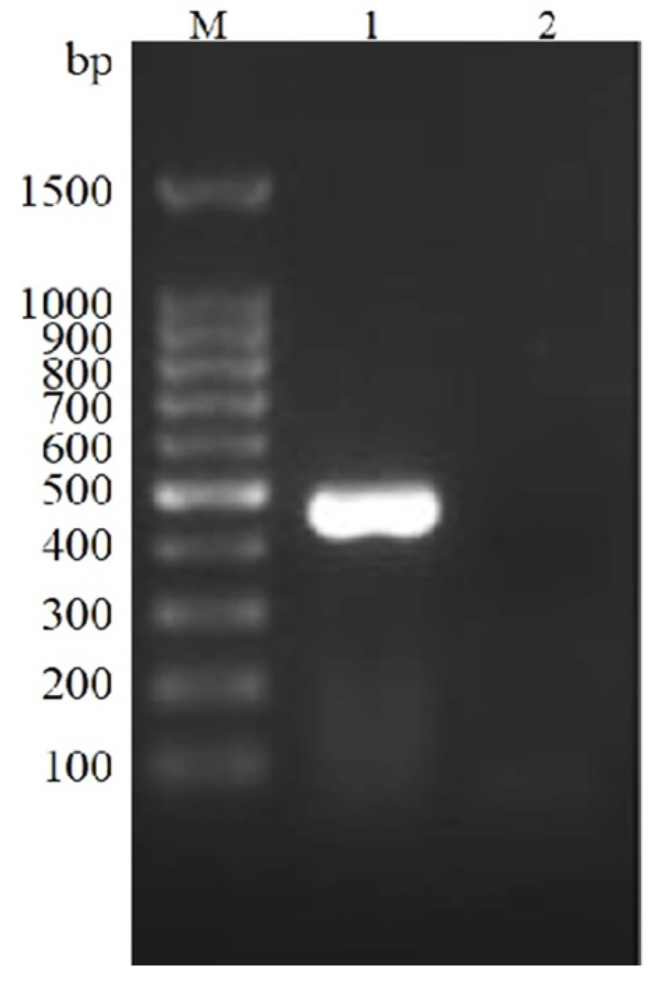Vetsci 09 00528 g001 Vetsci 09 00528 g001
