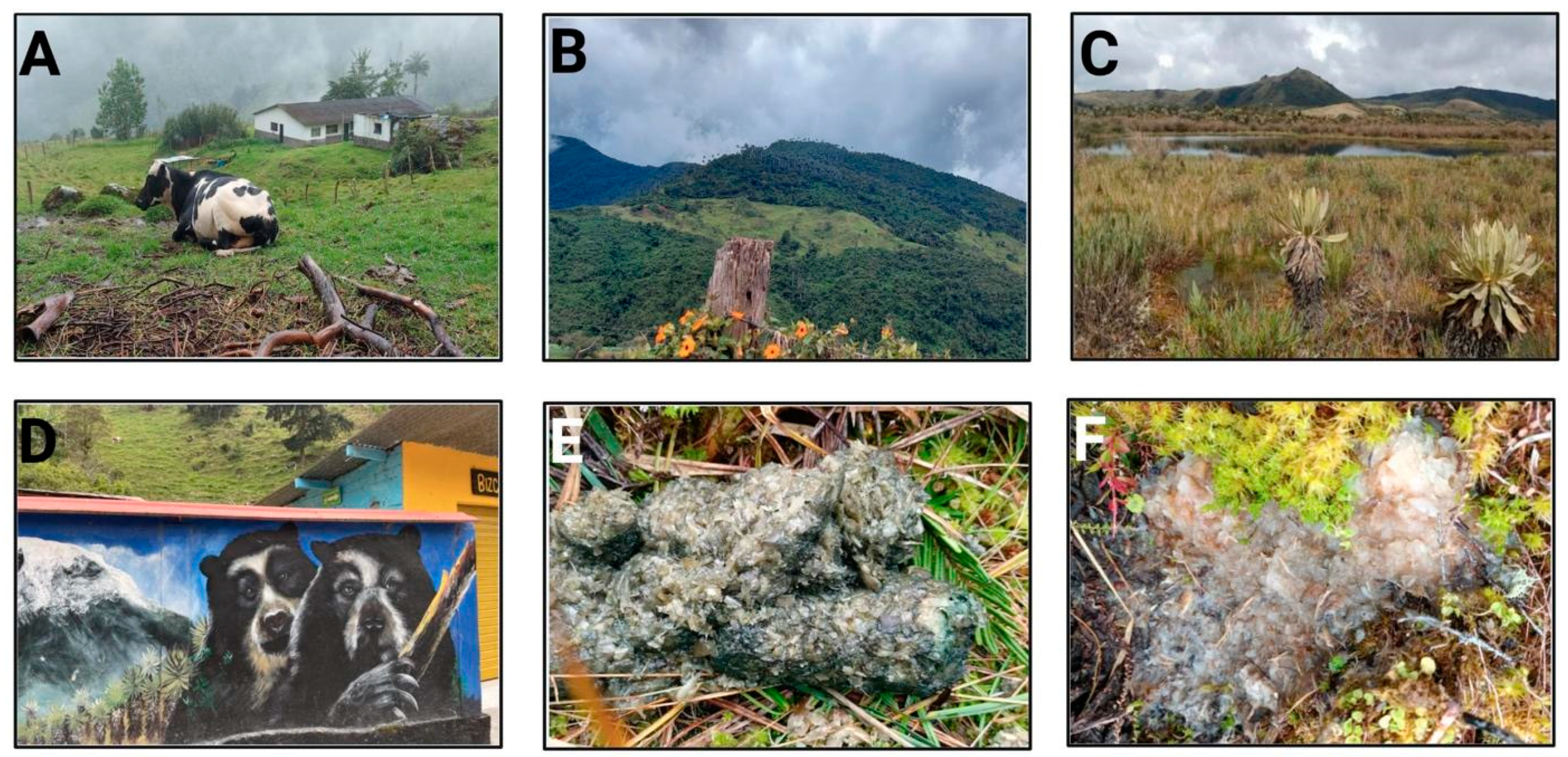 Vetsci 09 00537 g002 Vetsci 09 00537 g002