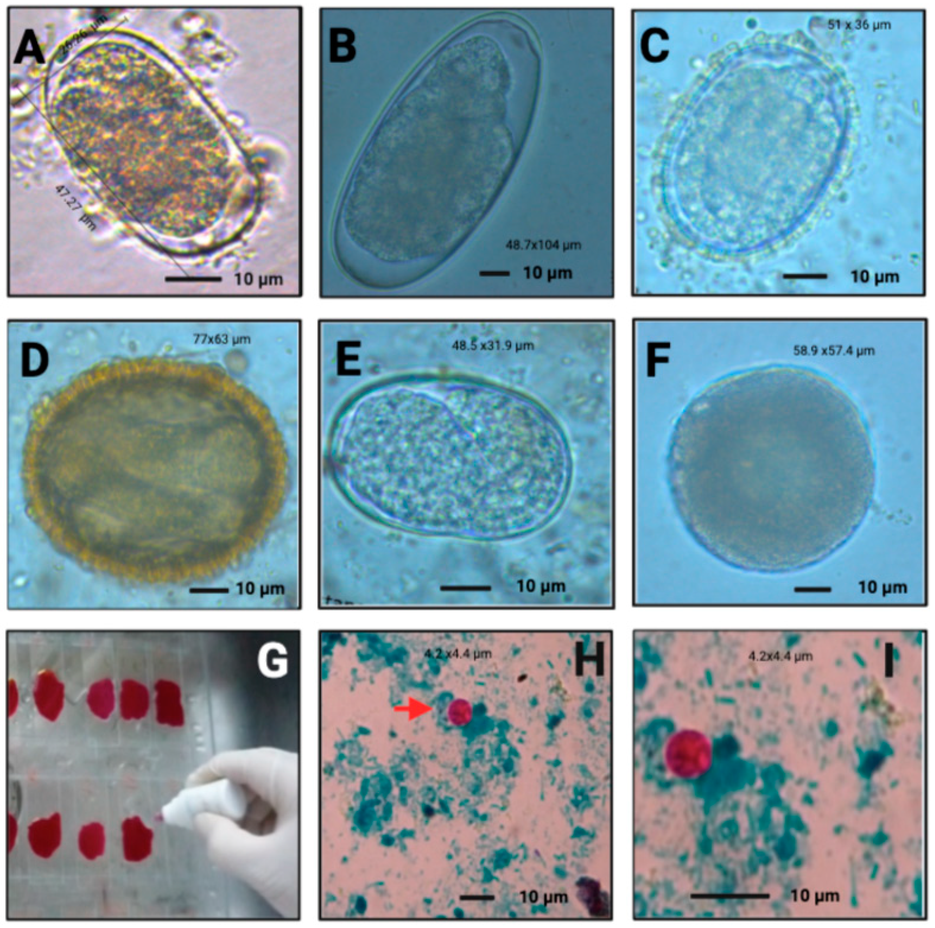 Vetsci 09 00537 g005 Vetsci 09 00537 g005
