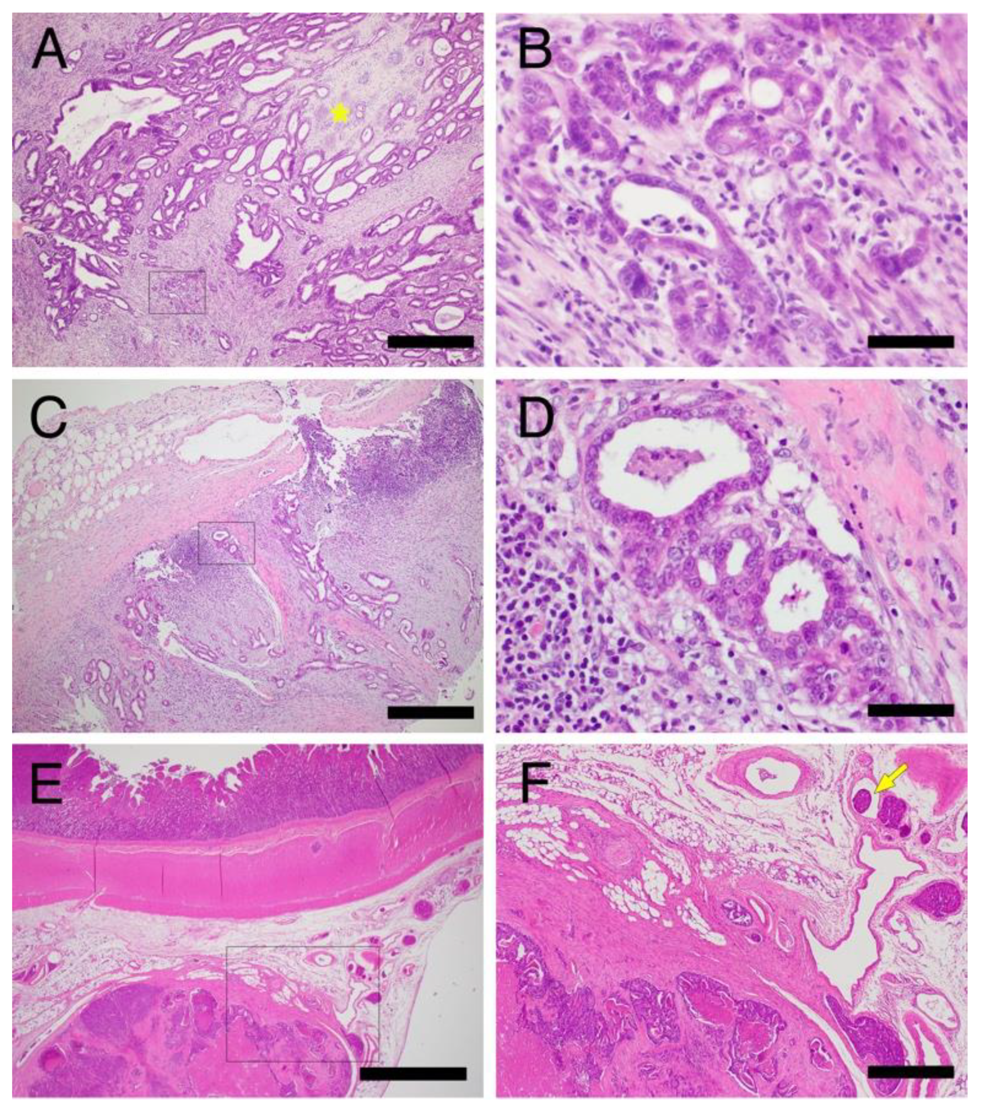 Veterinary Sciences | Free Full-Text | Clinical and Pathological Diagnosis  of Hereditary Gastrointestinal Polyposis in Jack Russell Terriers