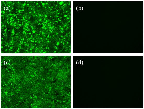 Veterinary Sciences Free Full Text Construction Of Recombinant Rabies Virus Vectors