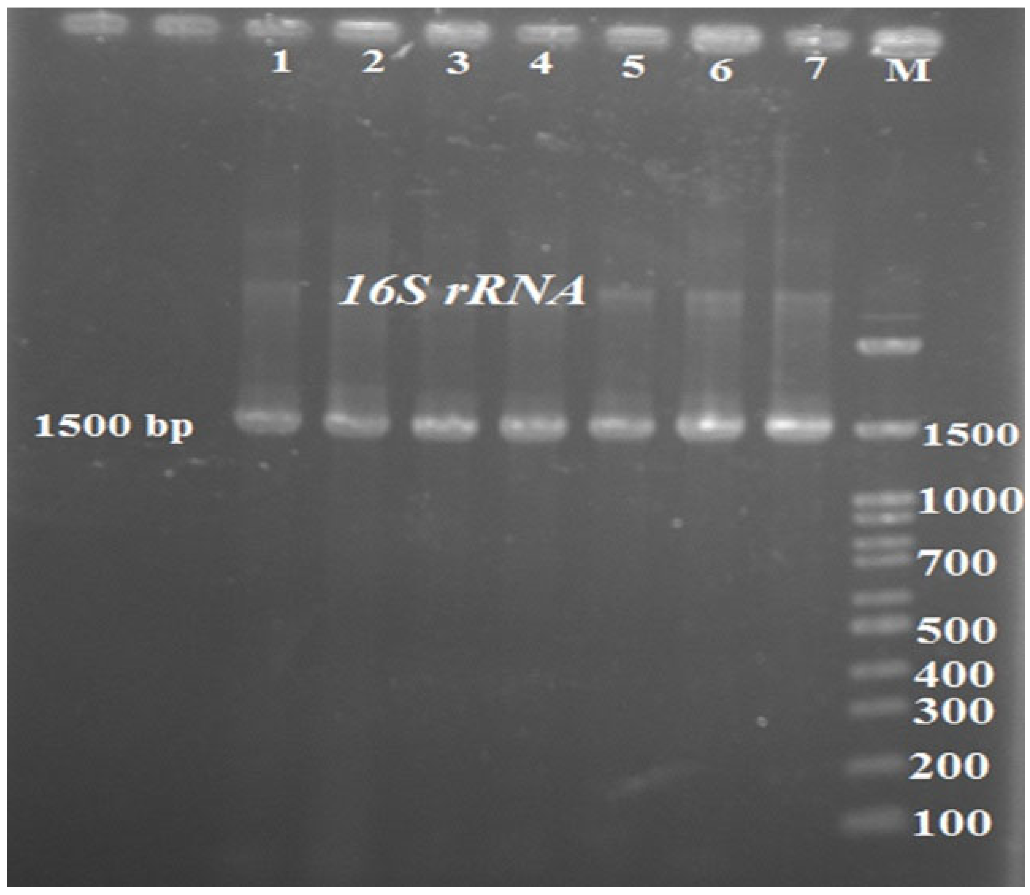 Veterinary Sciences Free FullText Infection in