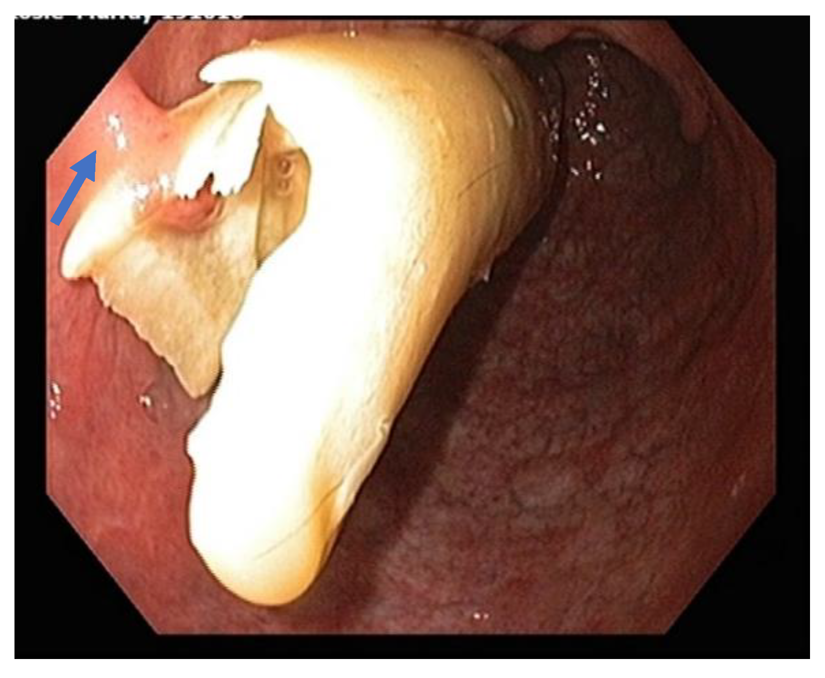Vetsci 09 00584 g002 Vetsci 09 00584 g002