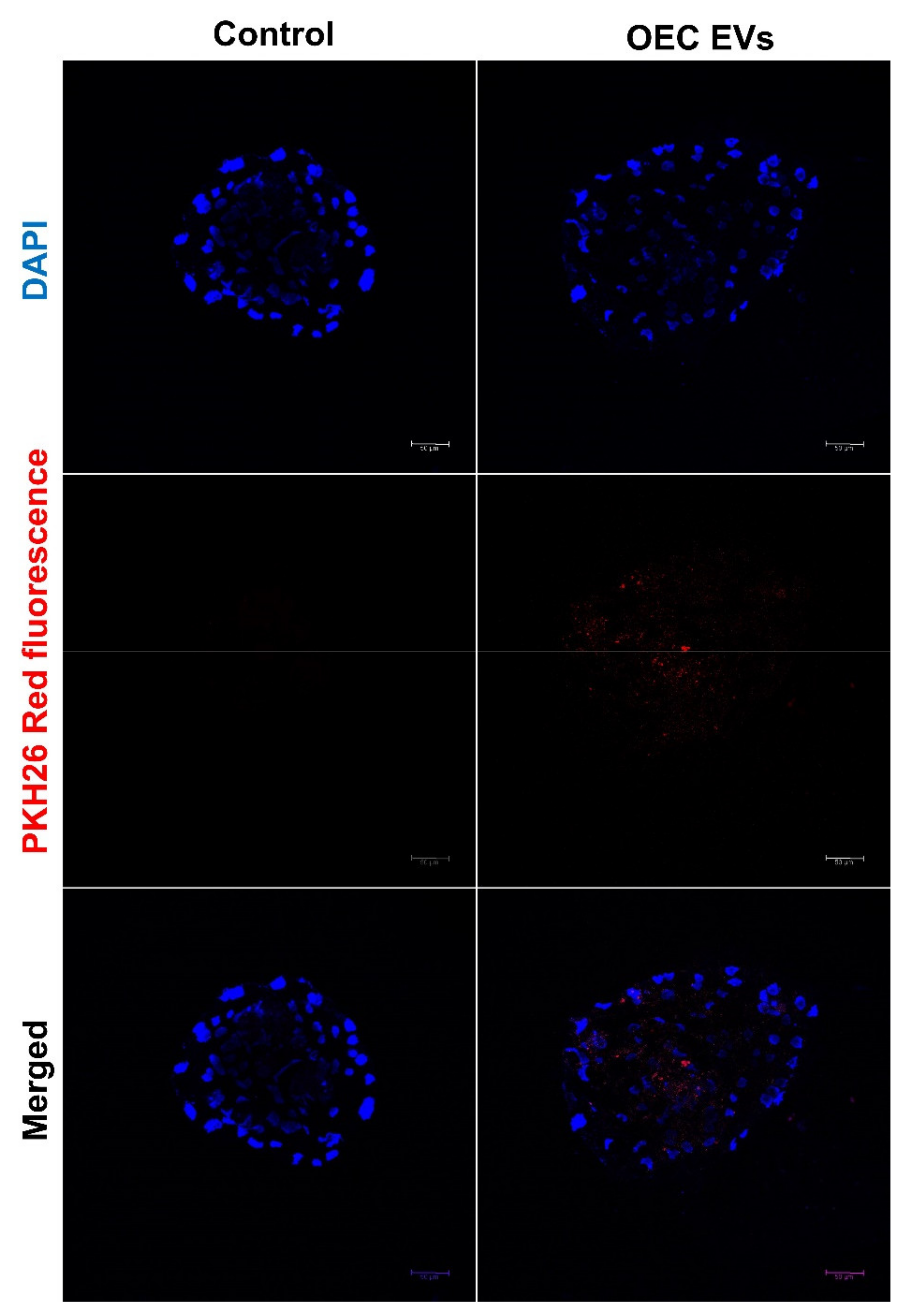 Vetsci 09 00609 g003