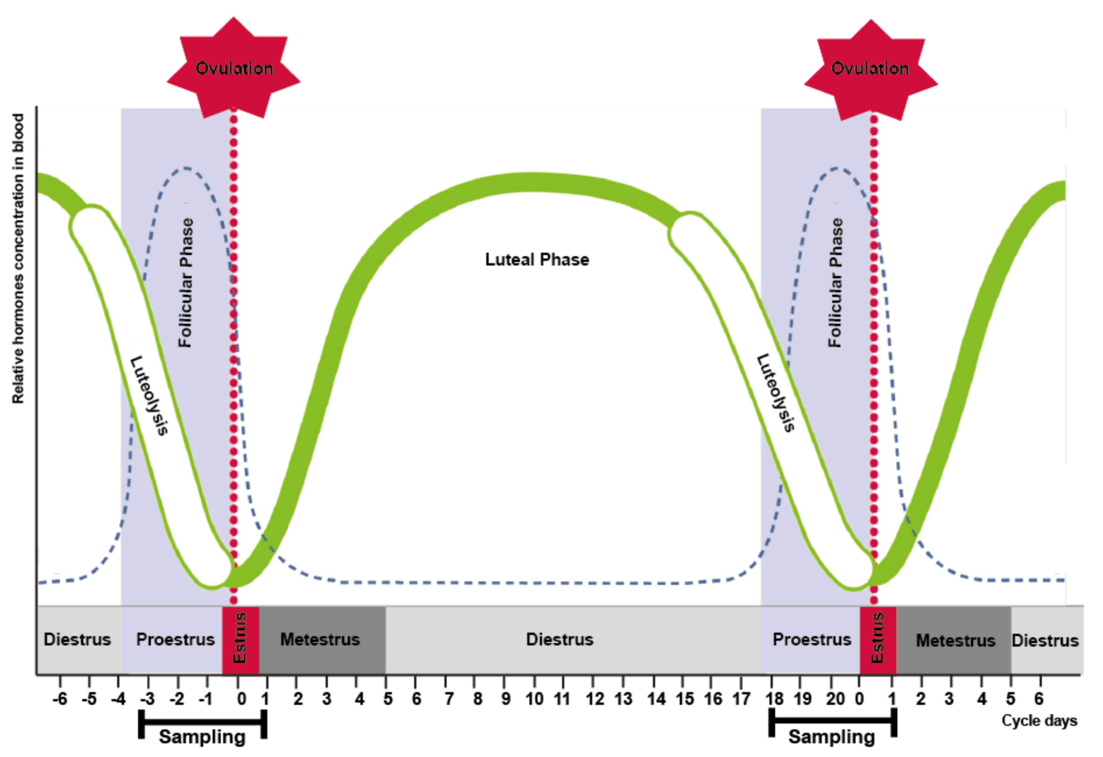 Estrus Cycle in Cows