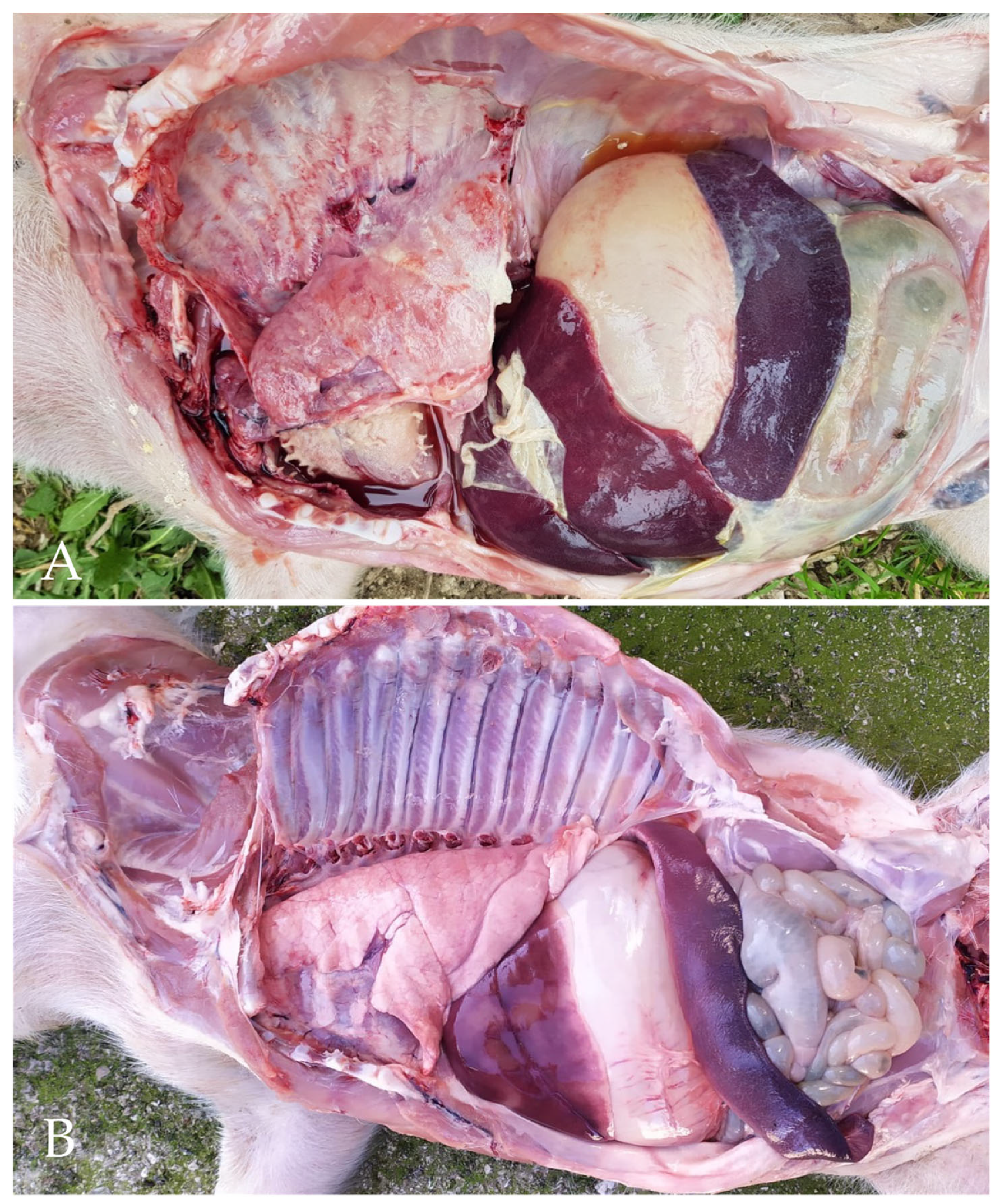 Vetsci 09 00691 g002 Vetsci 09 00691 g002