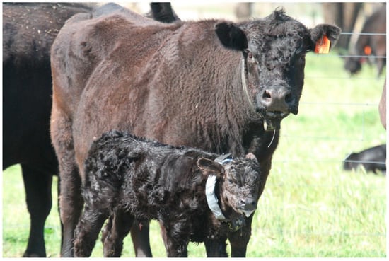 Veterinary Sciences | Free Full-Text | Maternal Behavior in Beef