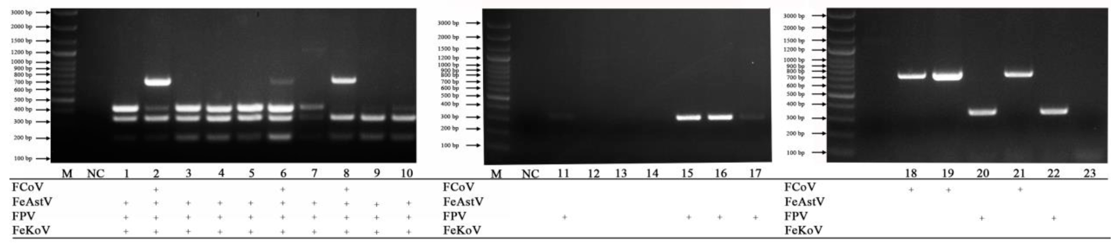 Vetsci 10 00014 g005