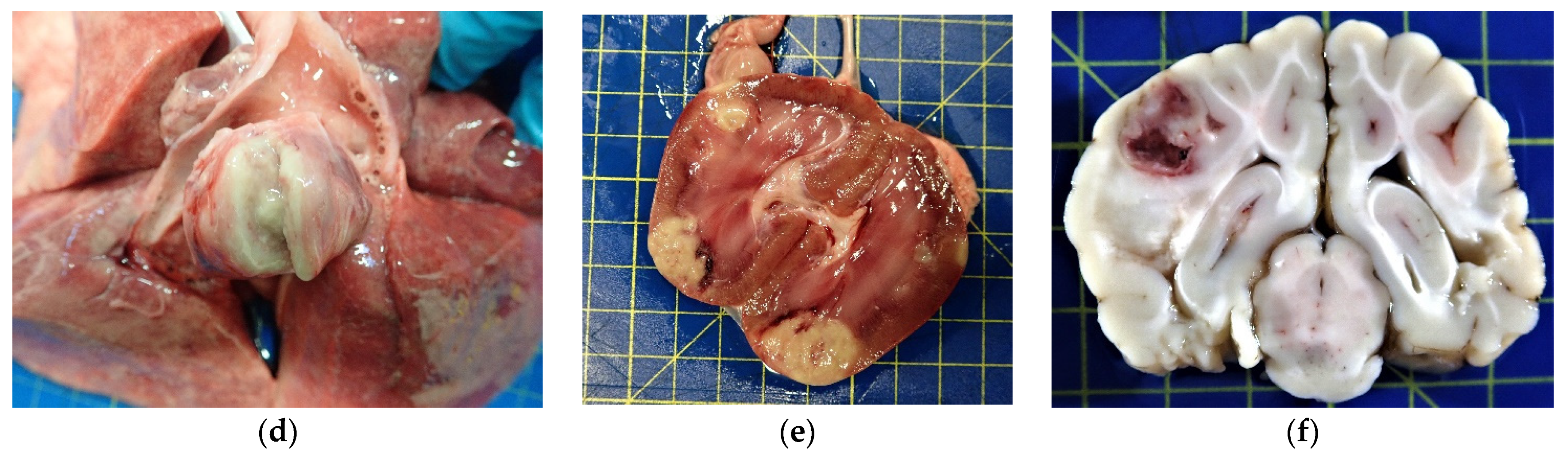 Vetsci 10 00028 g001b Vetsci 10 00028 g001b