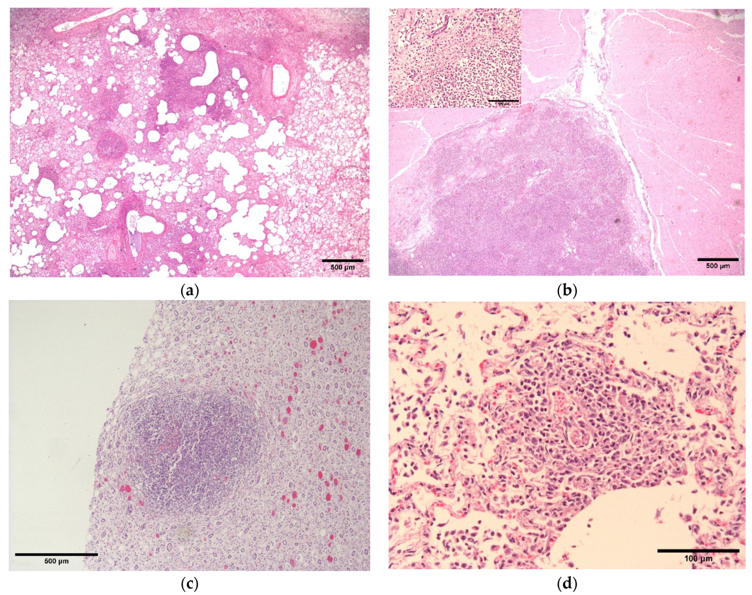 Vetsci 10 00028 g002 Vetsci 10 00028 g002
