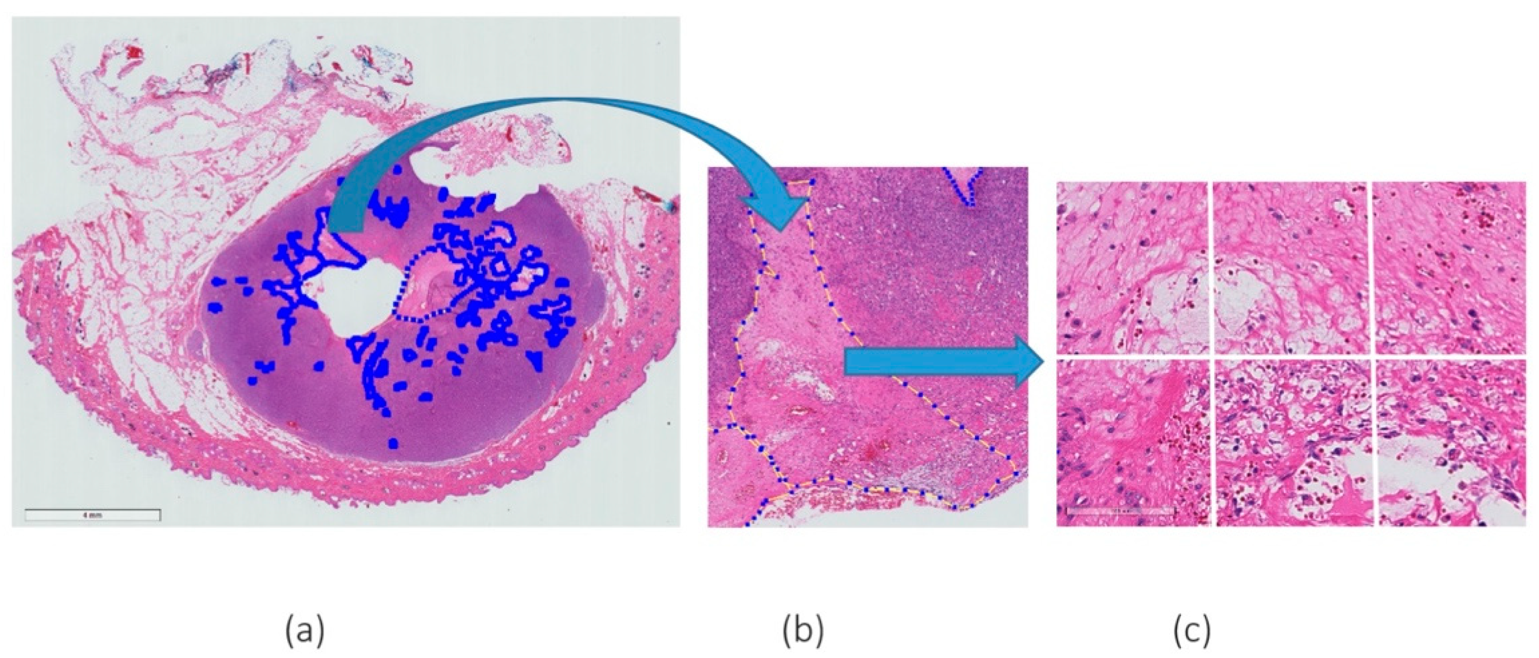 Vetsci 10 00045 g001