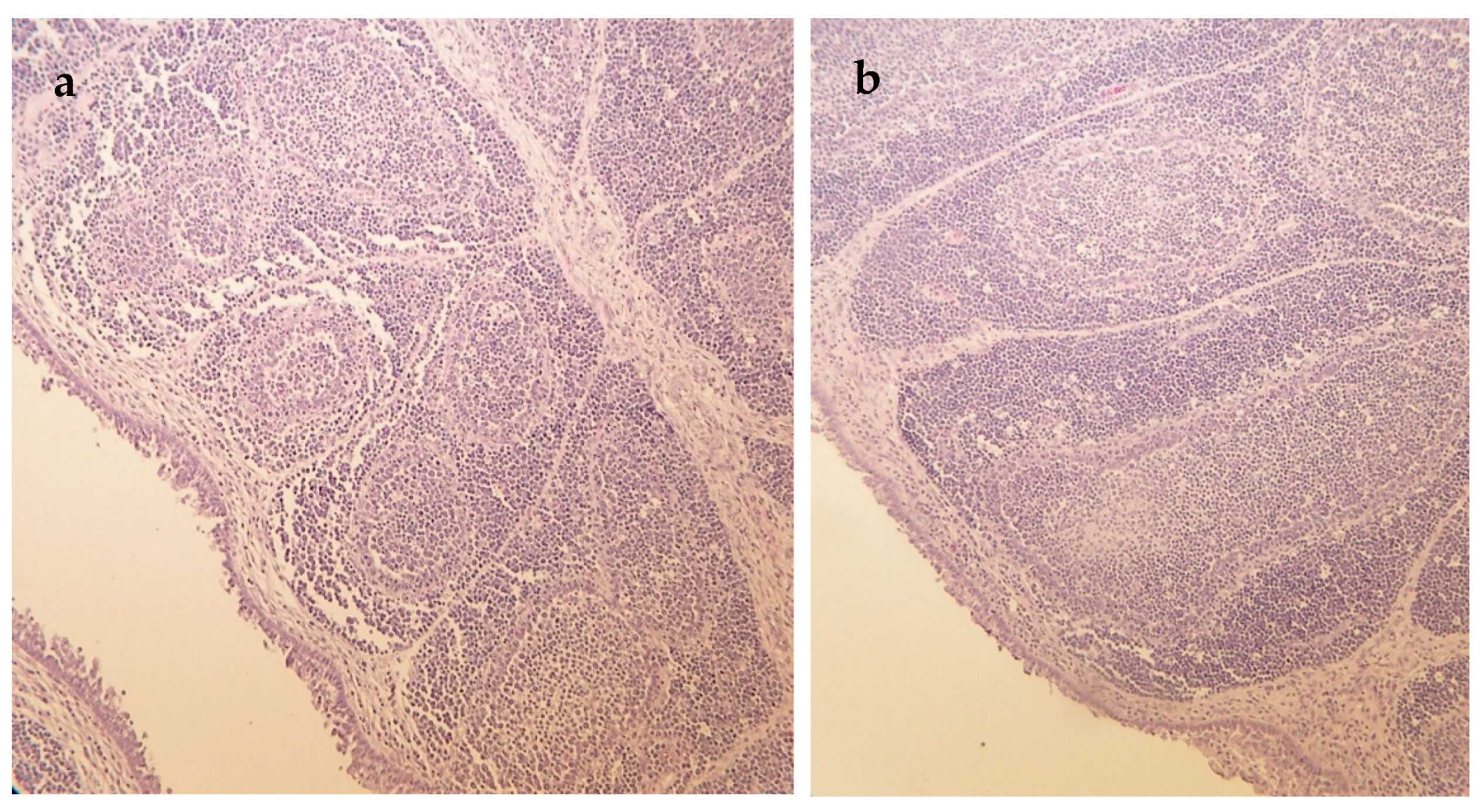 Vetsci 10 00100 g002 Vetsci 10 00100 g002
