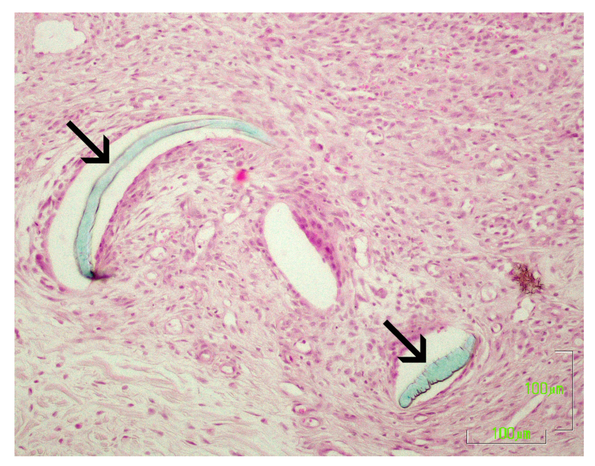 Vetsci 10 00105 g007 Vetsci 10 00105 g007