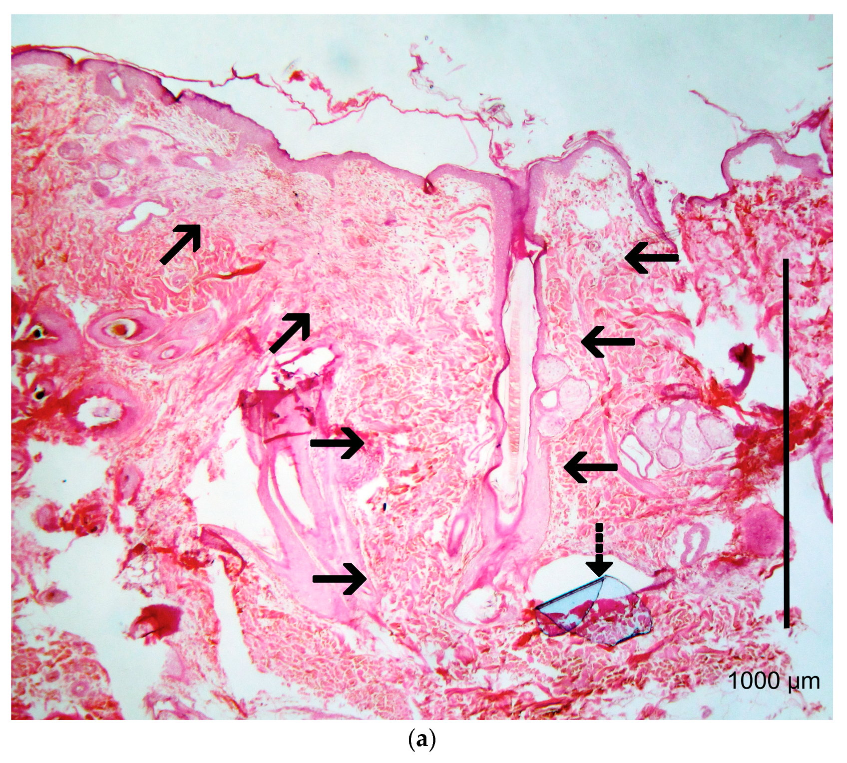 Vetsci 10 00105 g008a Vetsci 10 00105 g008a