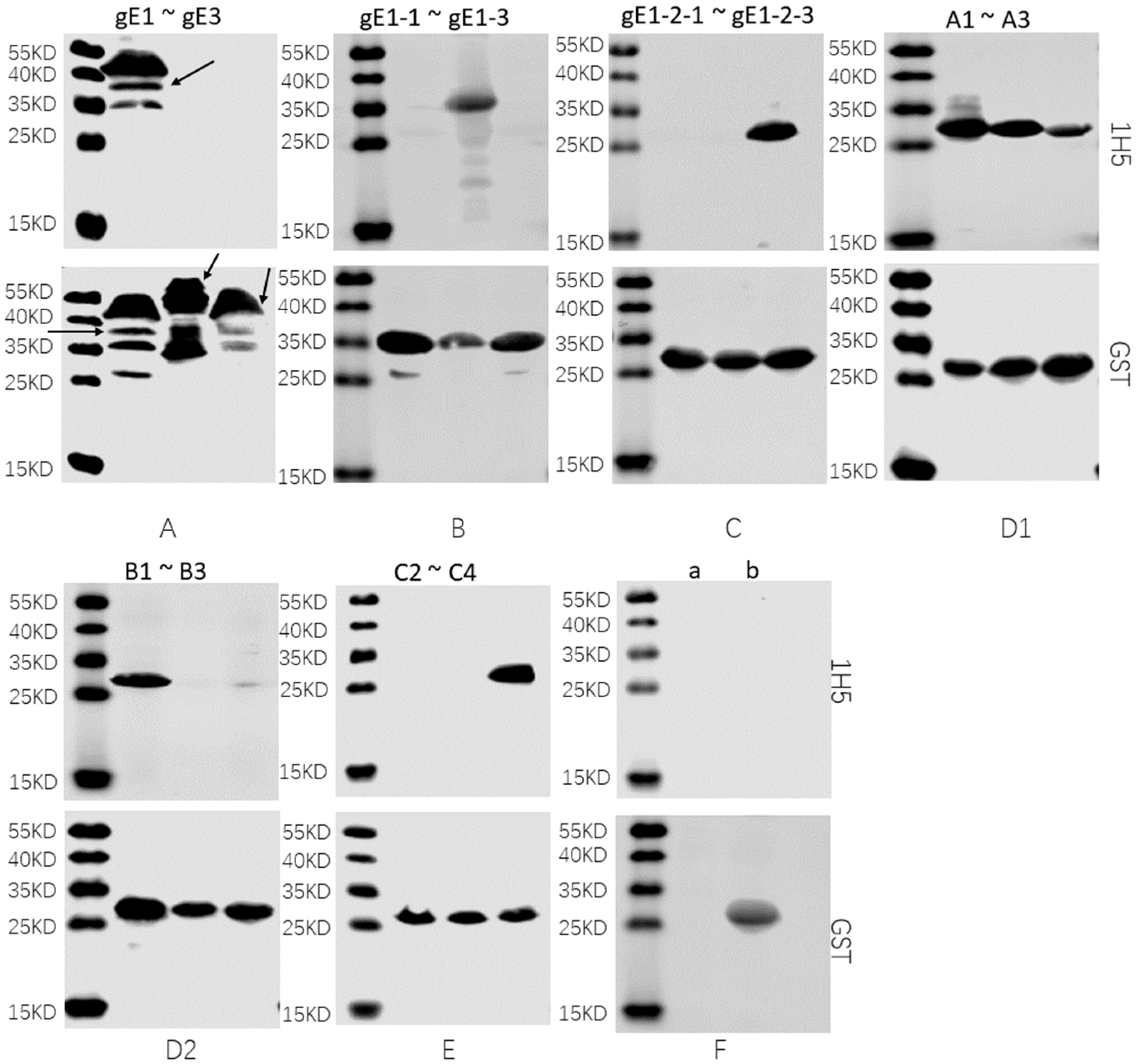 Vetsci 10 00133 g004