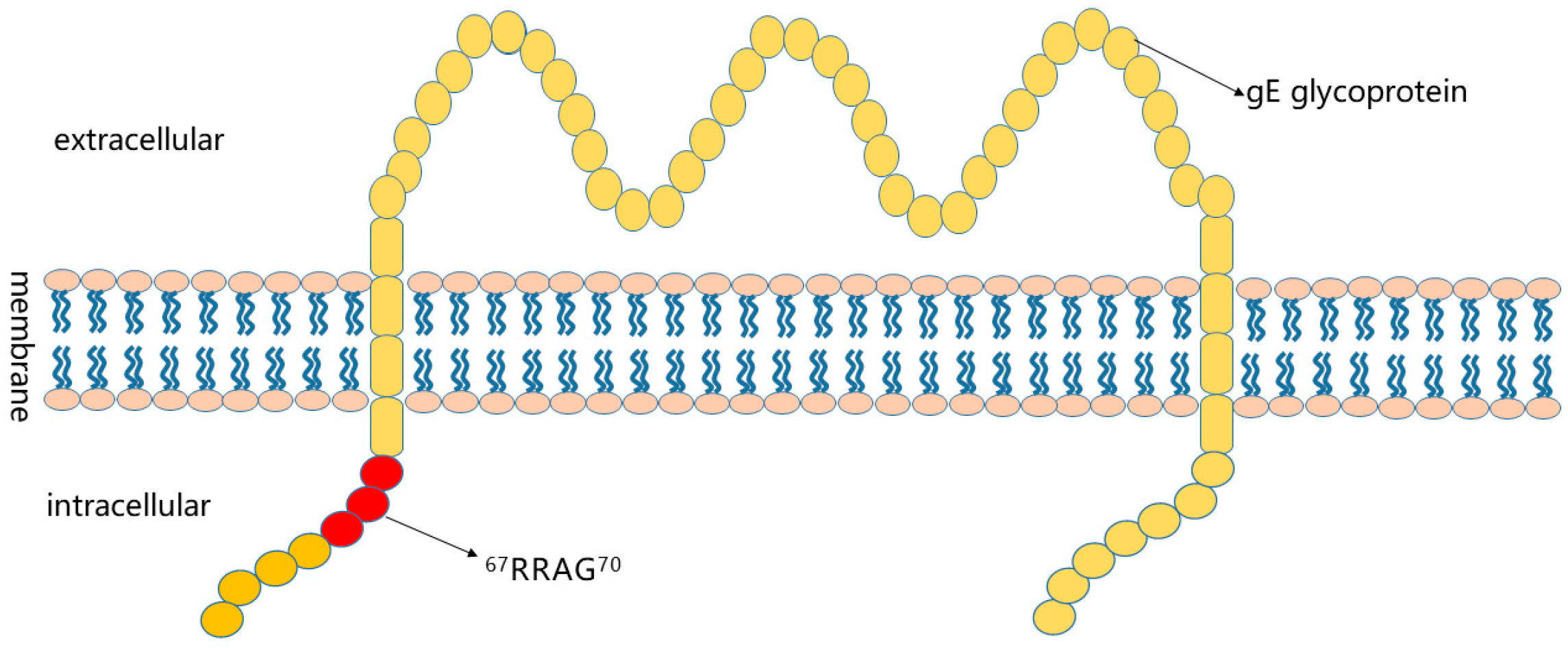 Vetsci 10 00133 g006