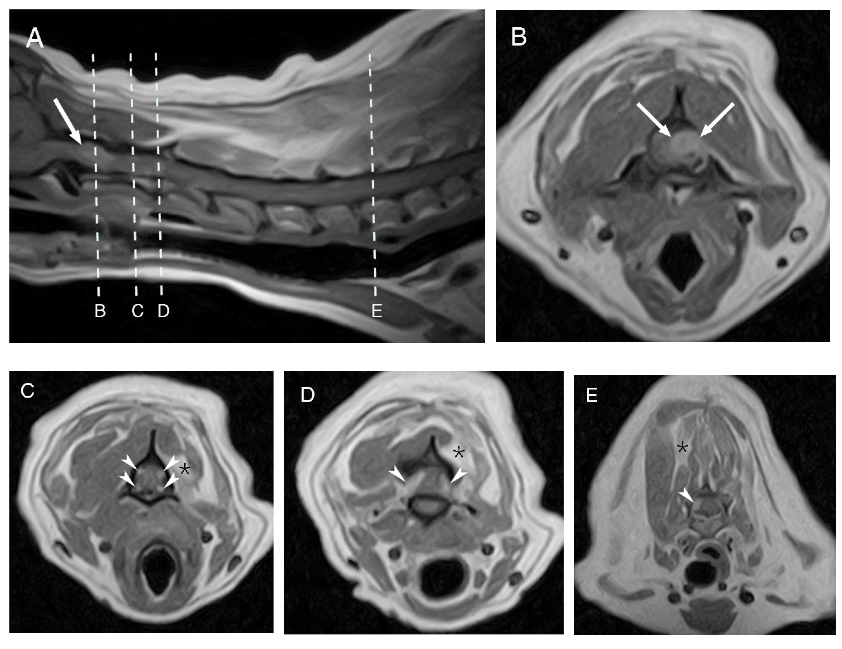 Veterinary Sciences | Free Full-Text | Metastatic Multifocal Malignant Peripheral Nerve Sheath