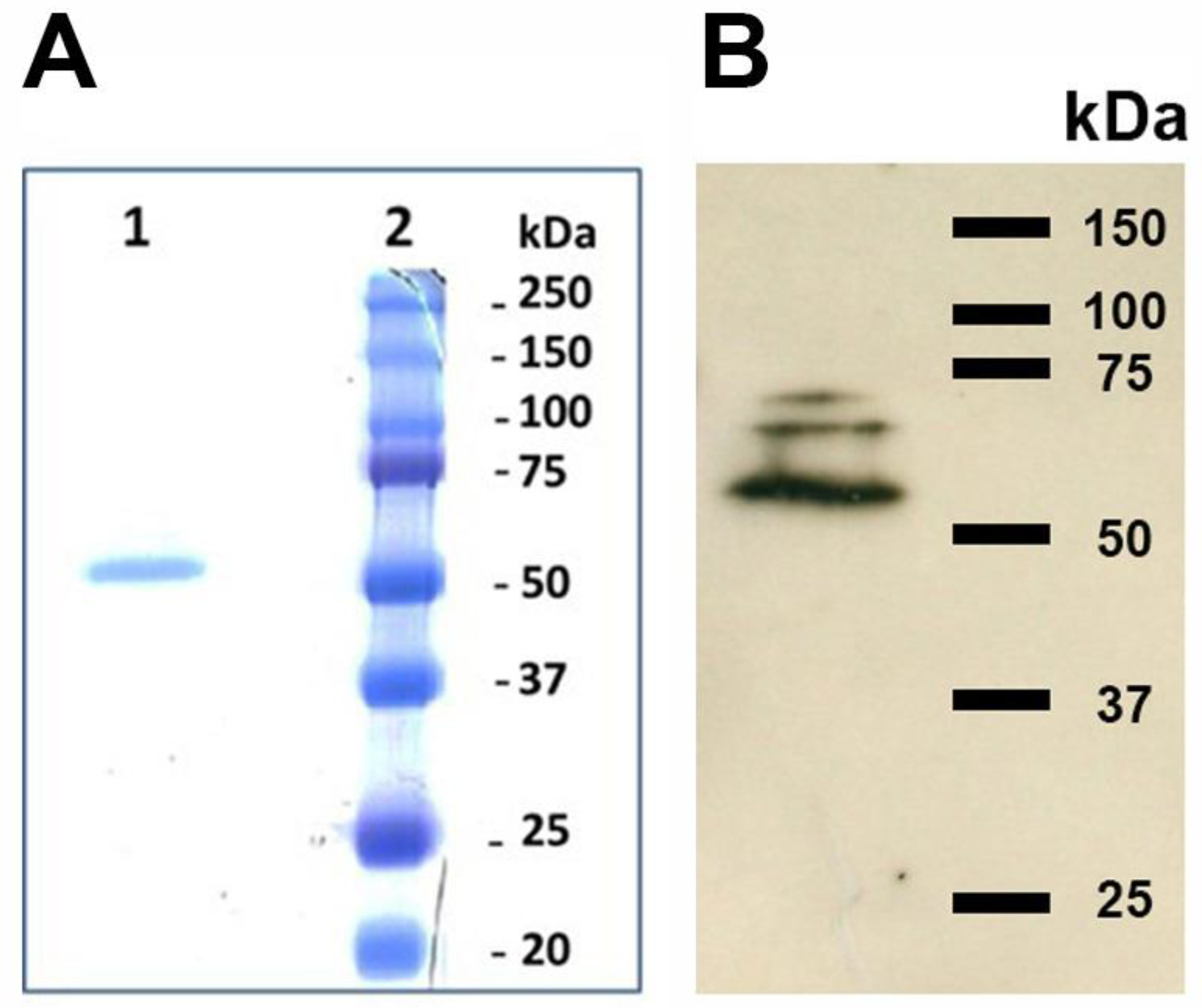 Cytiva Rainbow Molecular Weight Markers:Gel Electrophoresis Equipment and