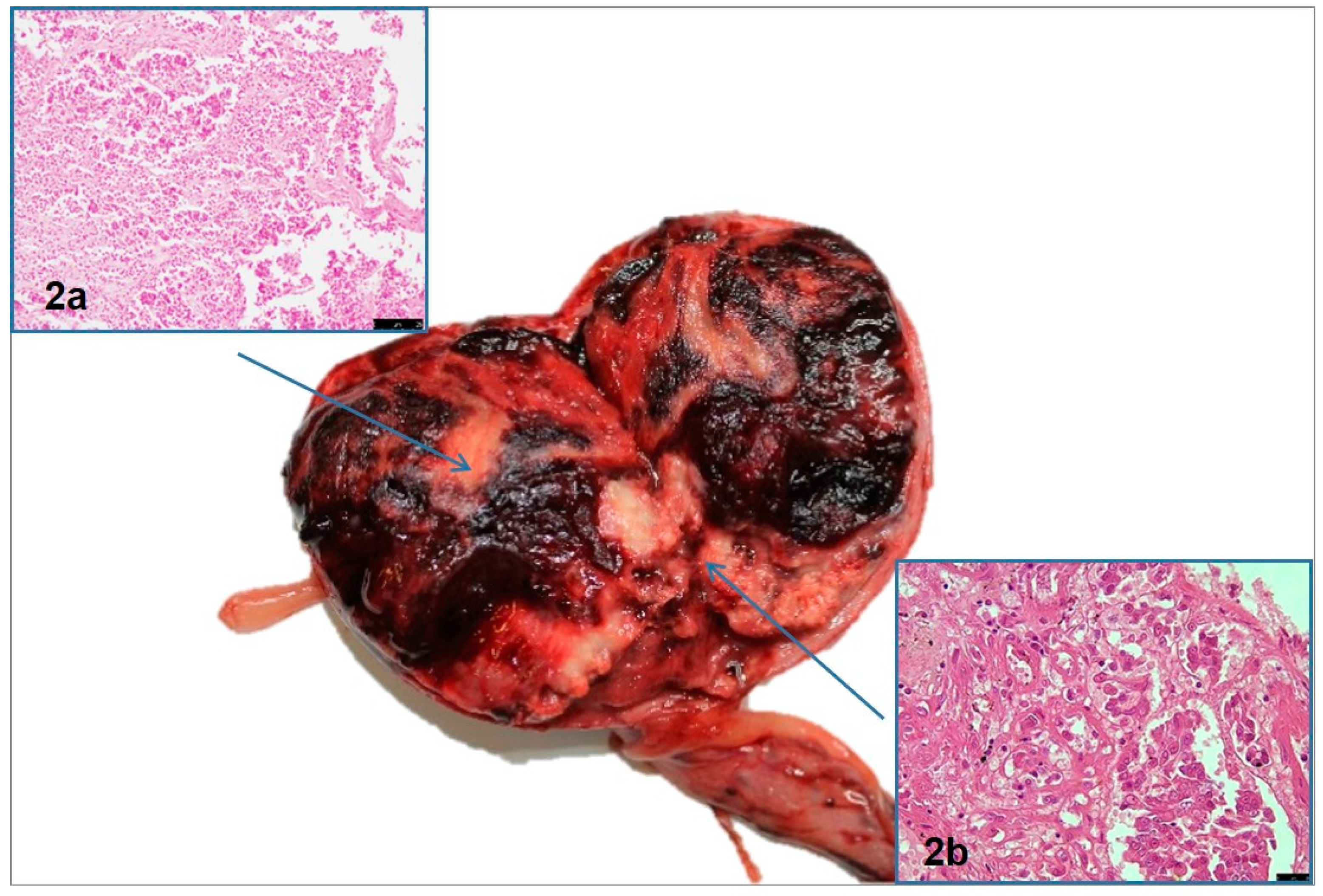Vetsci 10 00251 g002 Vetsci 10 00251 g002