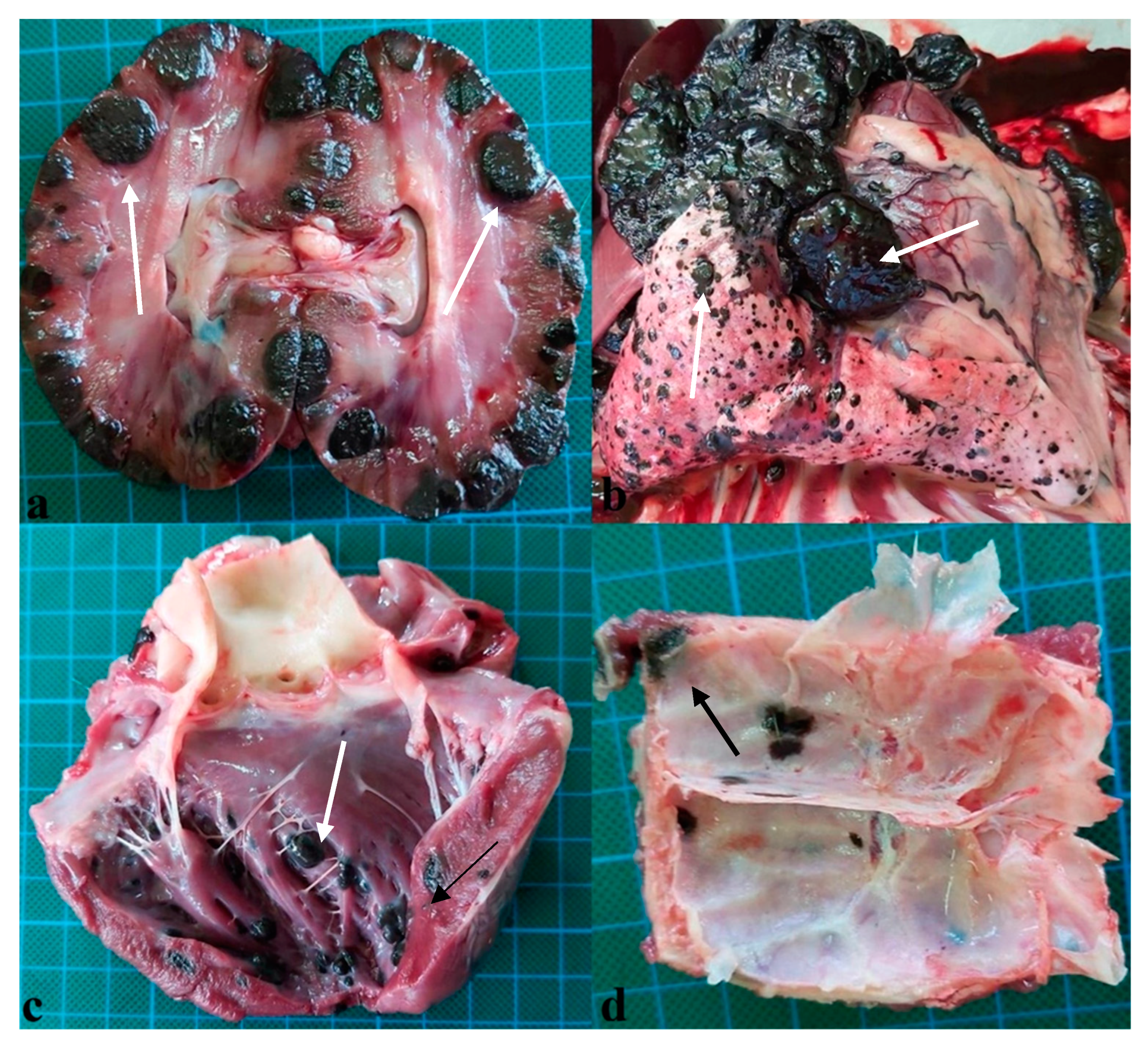 Vetsci 10 00282 g001 Vetsci 10 00282 g001