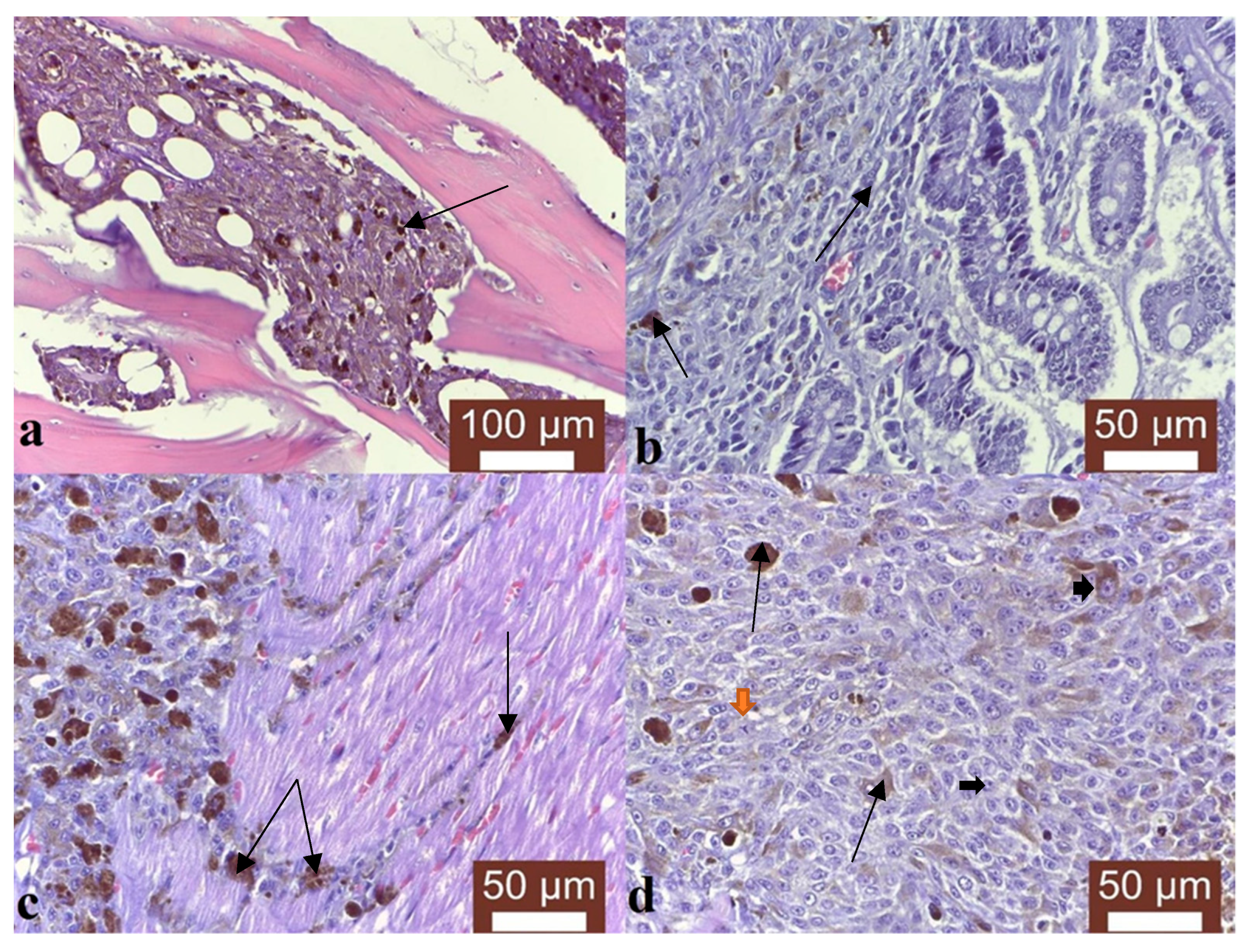 Vetsci 10 00282 g002 Vetsci 10 00282 g002
