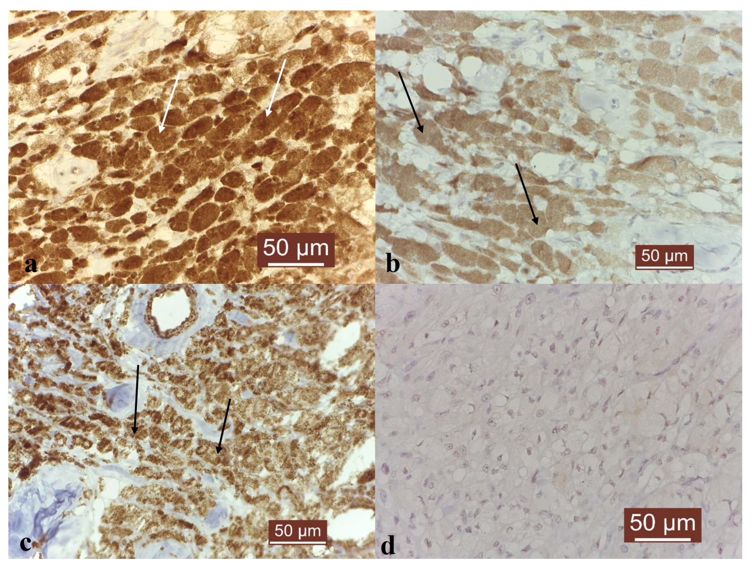 Vetsci 10 00282 g003 Vetsci 10 00282 g003