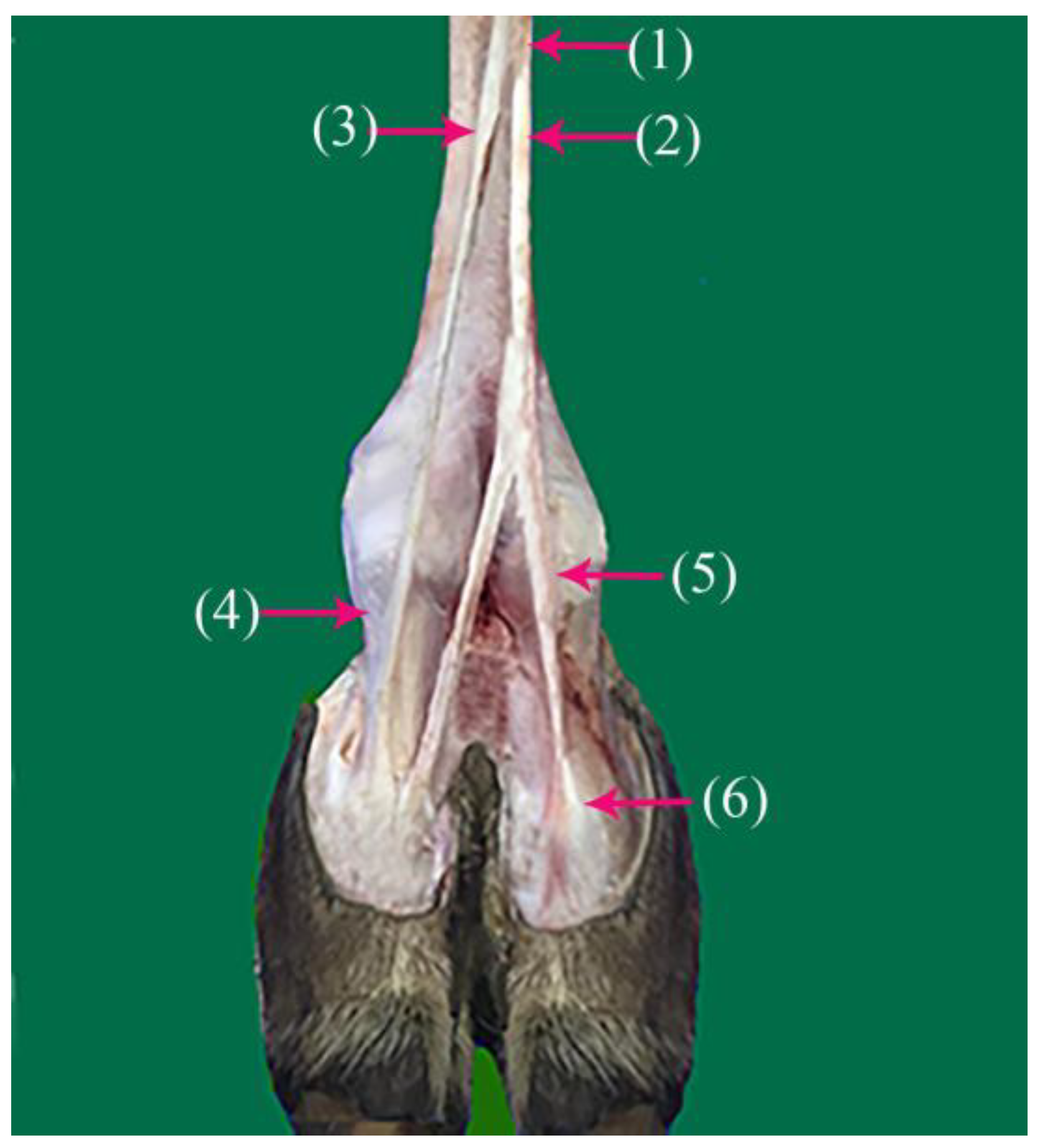 Vetsci 10 00305 g002 Vetsci 10 00305 g002