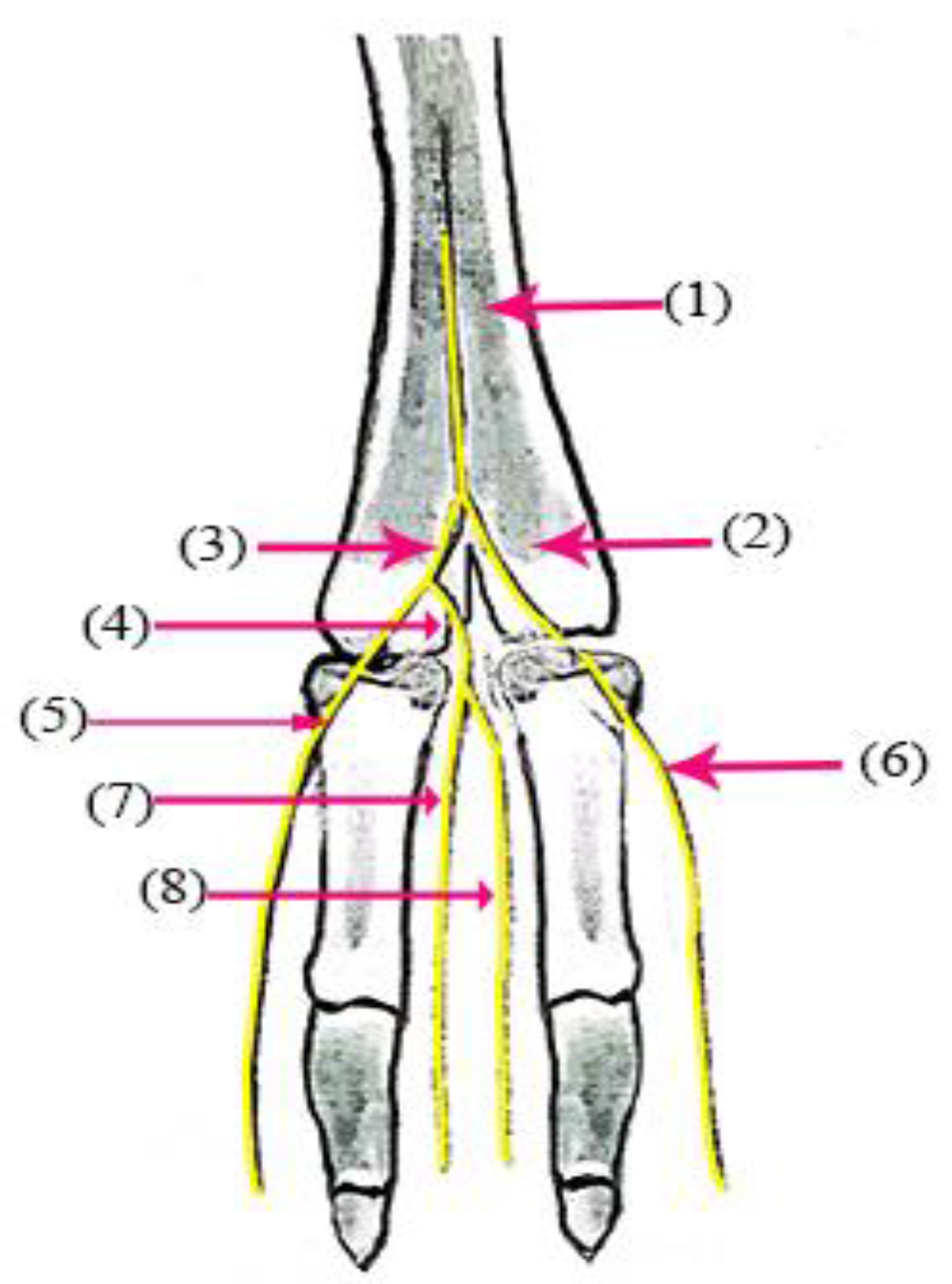 Vetsci 10 00305 g003 Vetsci 10 00305 g003