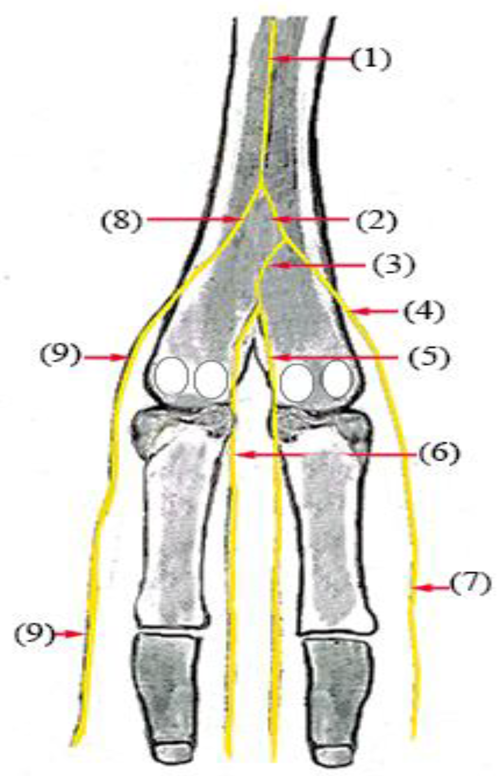 Vetsci 10 00305 g006 Vetsci 10 00305 g006