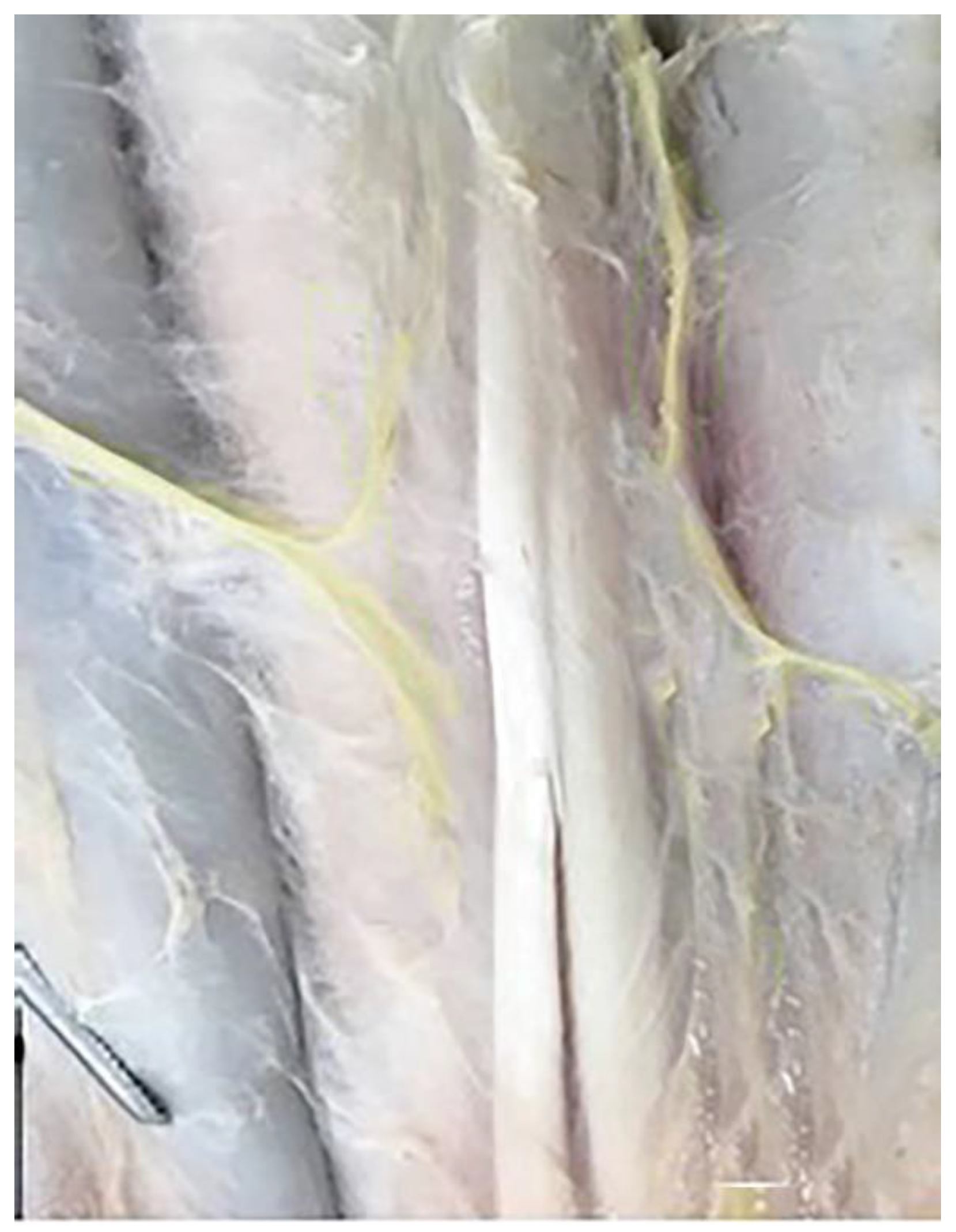 Vetsci 10 00305 g008 Vetsci 10 00305 g008