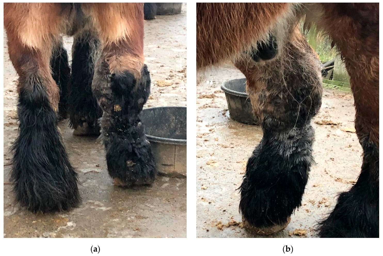 Veterinary Sciences | Free Full-Text | Chronic Progressive Lymphedema in  Belgian Draft Horses: Understanding and Managing a Challenging Disease