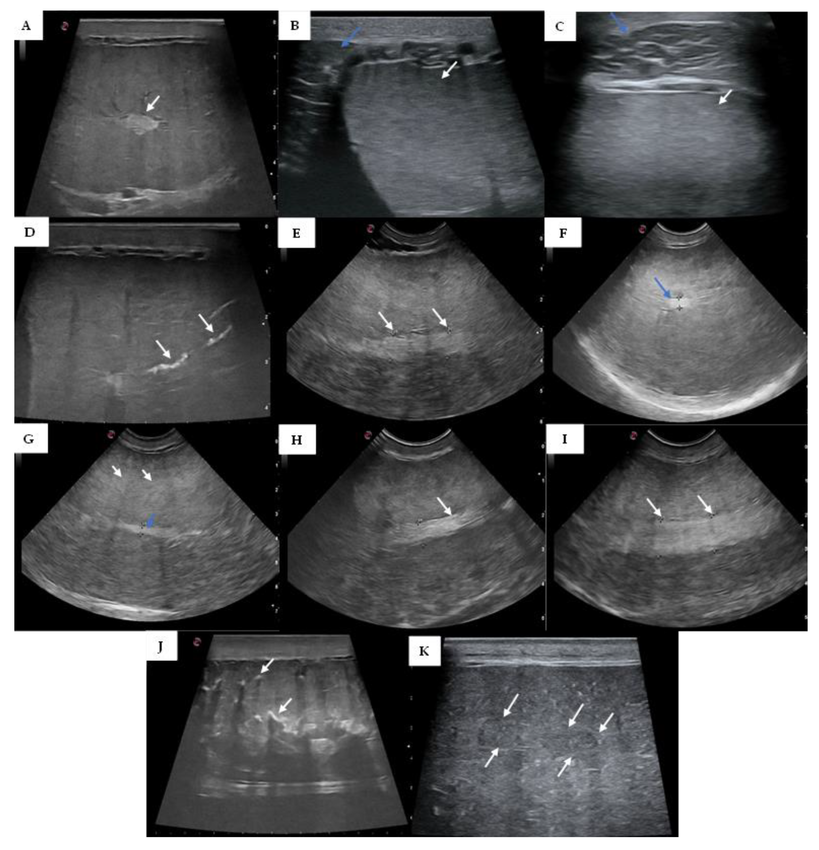 Vetsci 10 00373 g001 Vetsci 10 00373 g001