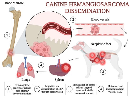 Veterinary Sciences | Free Full-Text | Molecular Profile of Canine ...