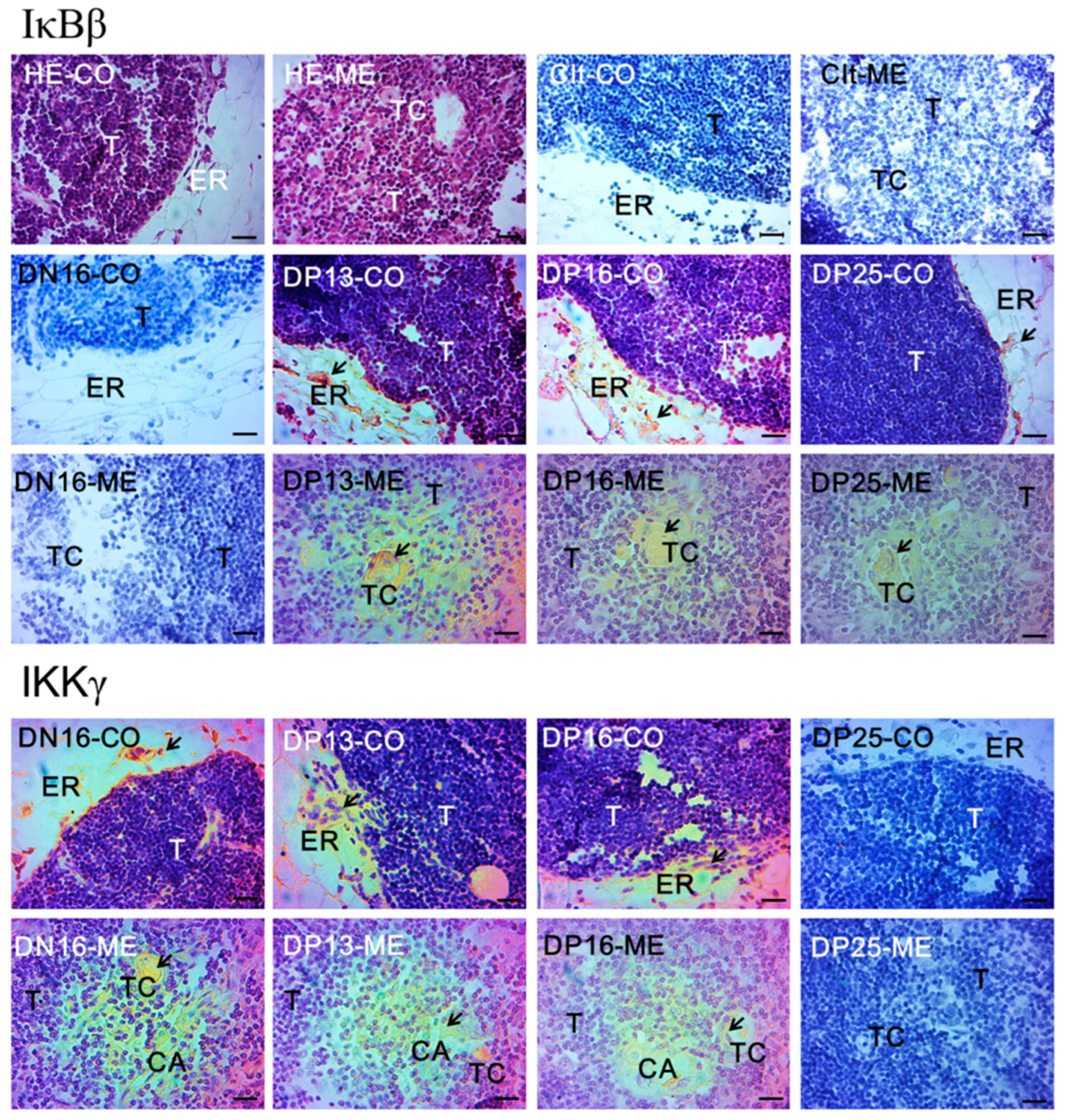 Vetsci 10 00462 g003 Vetsci 10 00462 g003