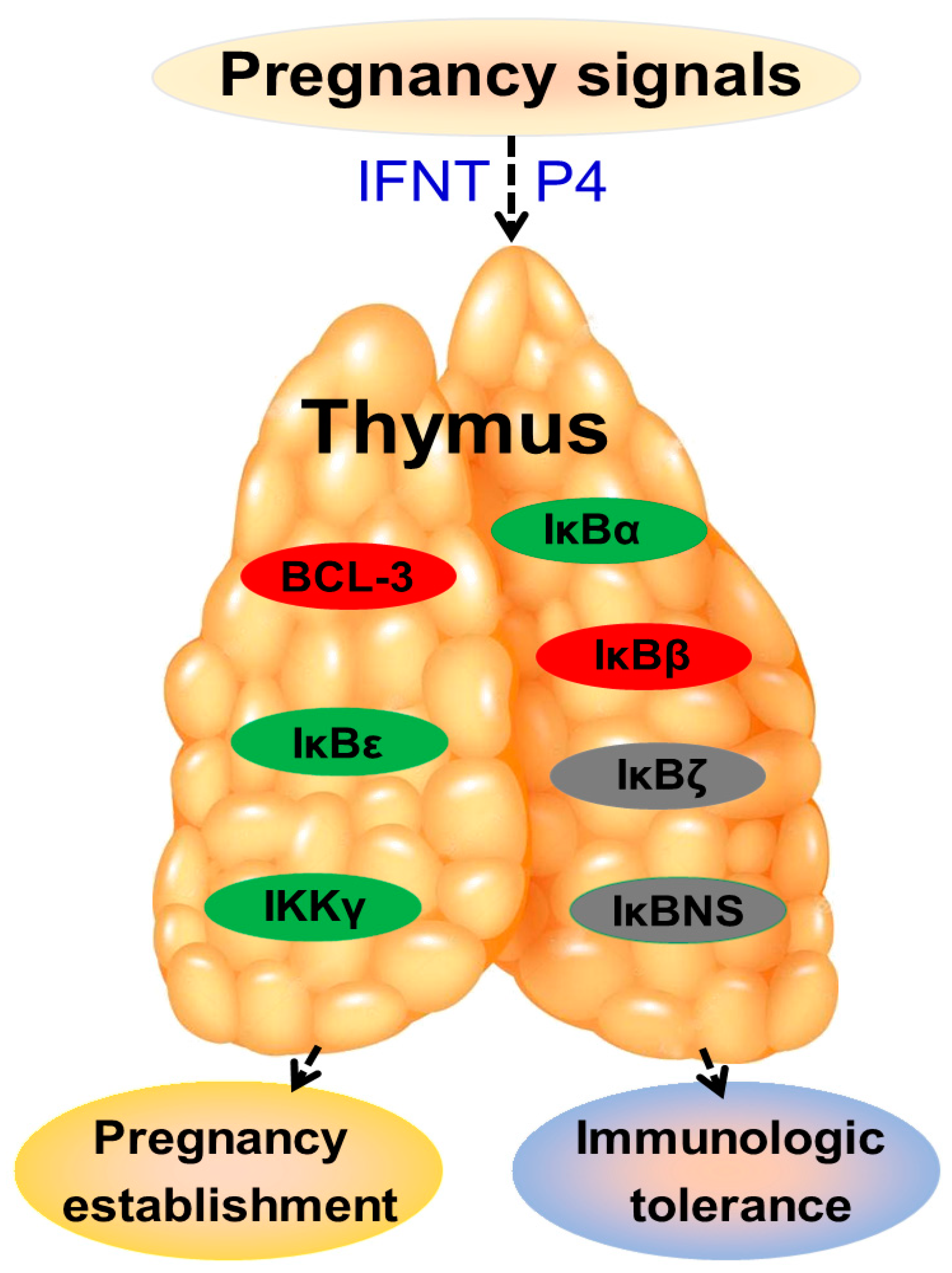 Vetsci 10 00462 g004 Vetsci 10 00462 g004