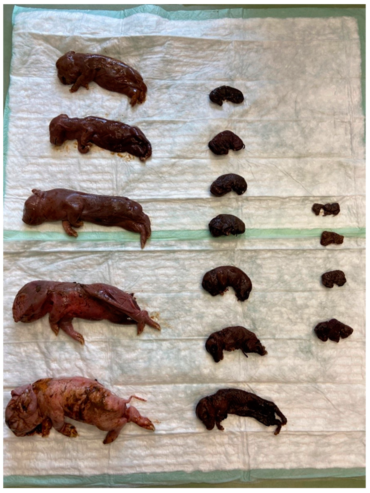 Vetsci 10 00494 g003 Vetsci 10 00494 g003