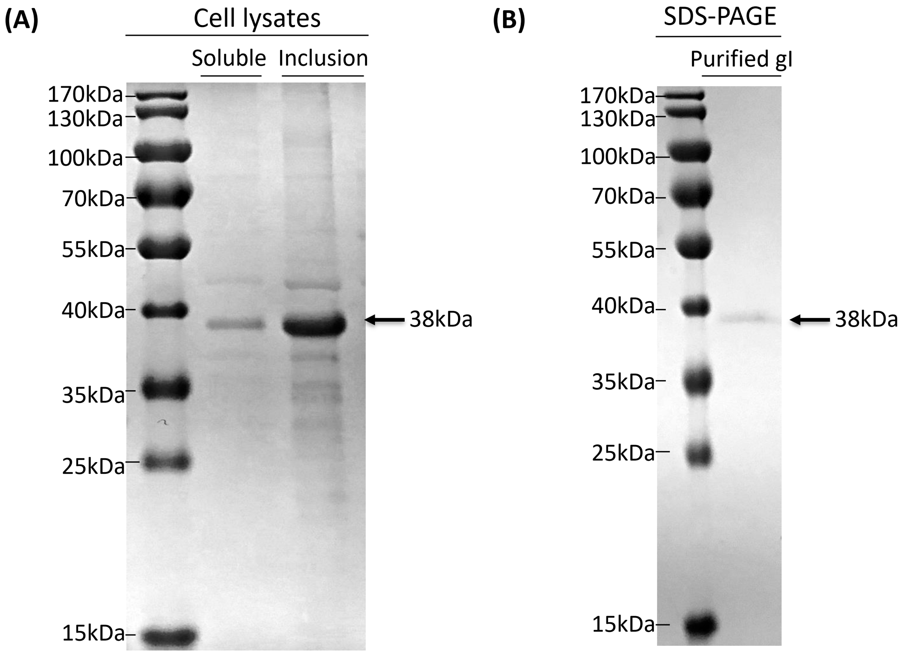 Vetsci 10 00506 g004 Vetsci 10 00506 g004