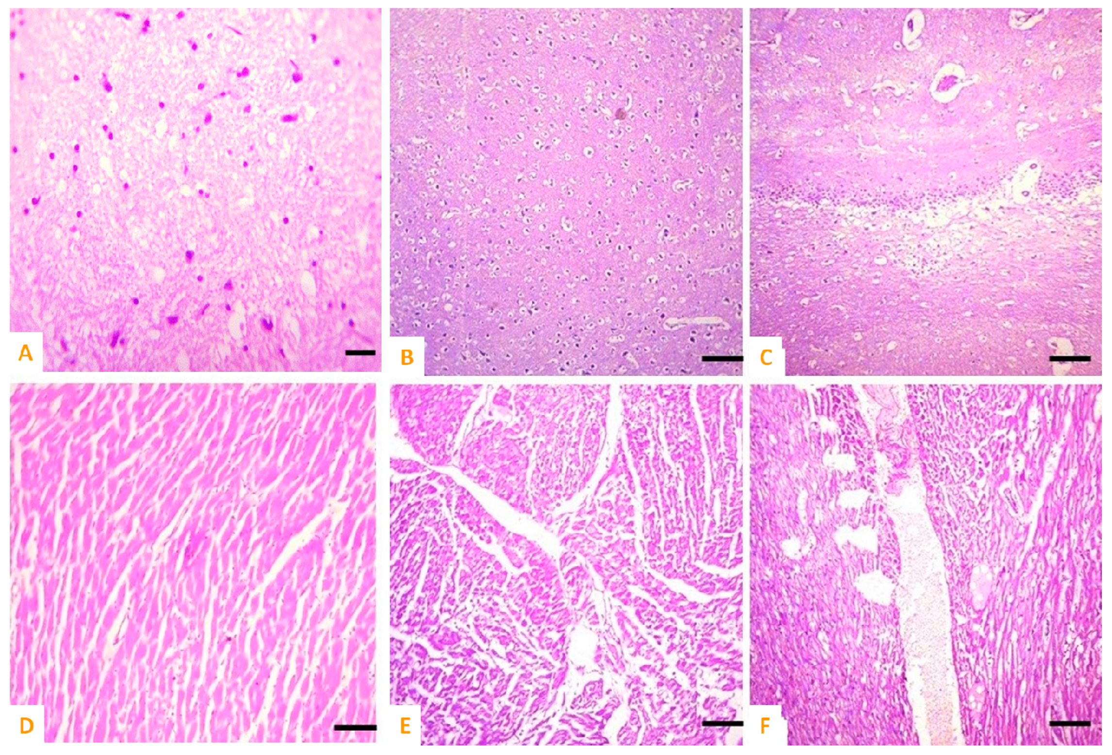 Vetsci 10 00514 g008 Vetsci 10 00514 g008