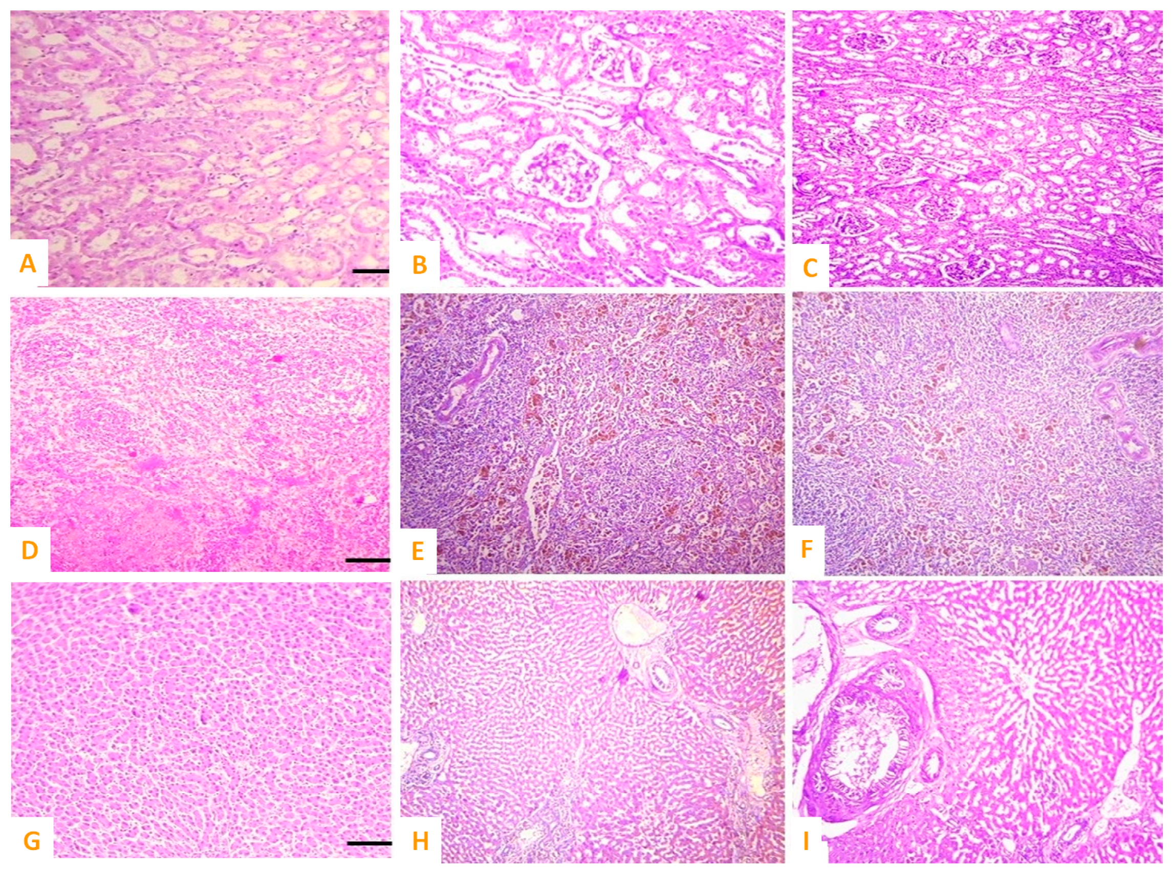 Vetsci 10 00514 g009 Vetsci 10 00514 g009