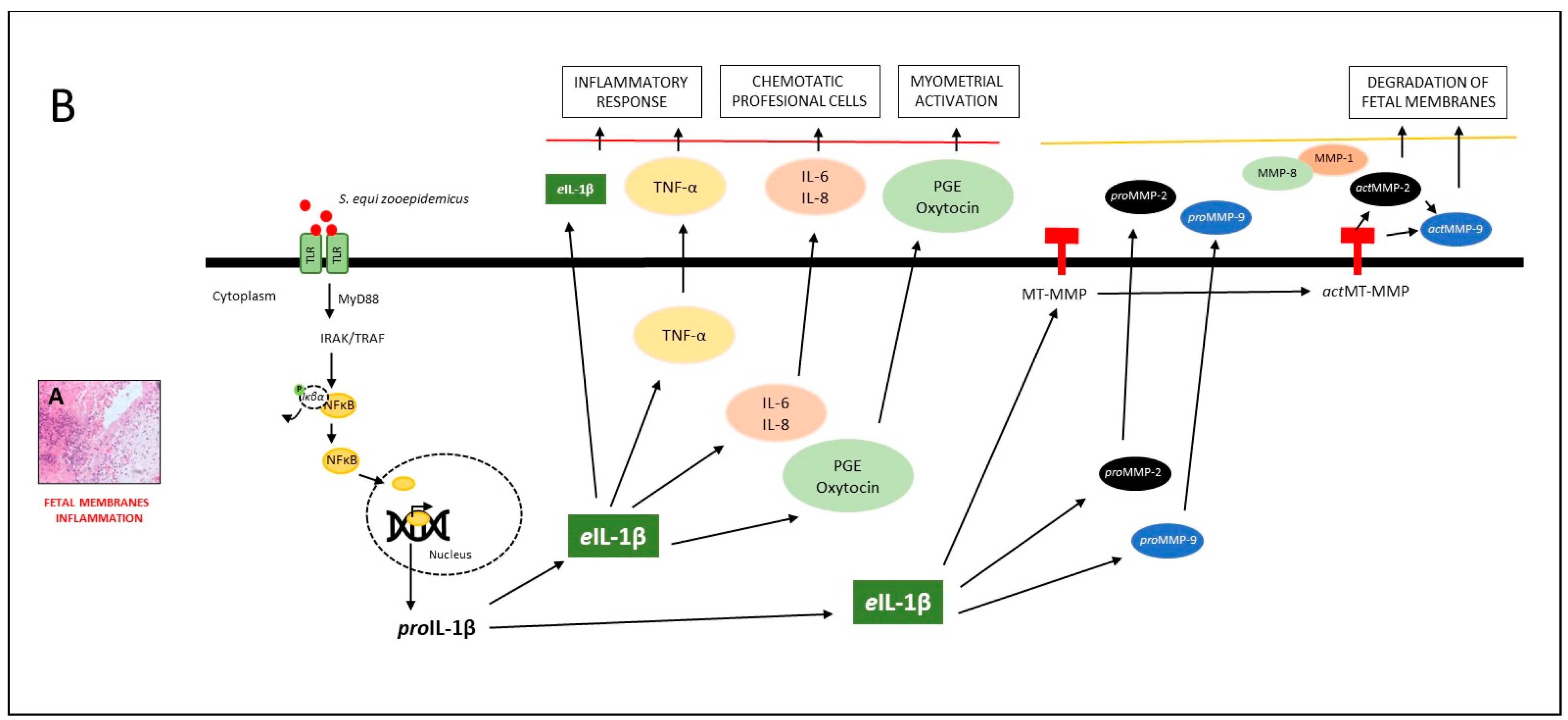 Vetsci 10 00532 g006
