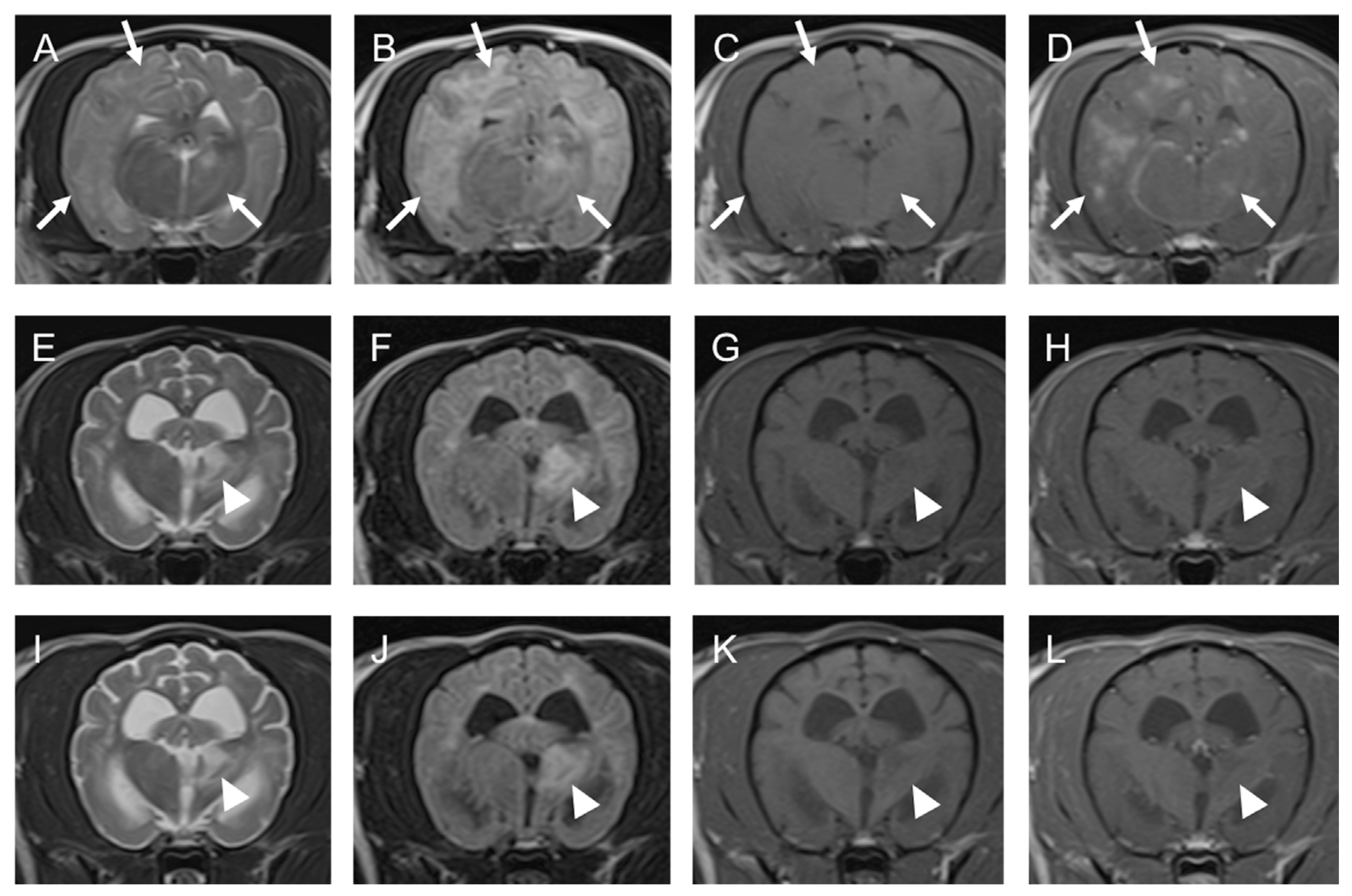 Vetsci 10 00533 g003