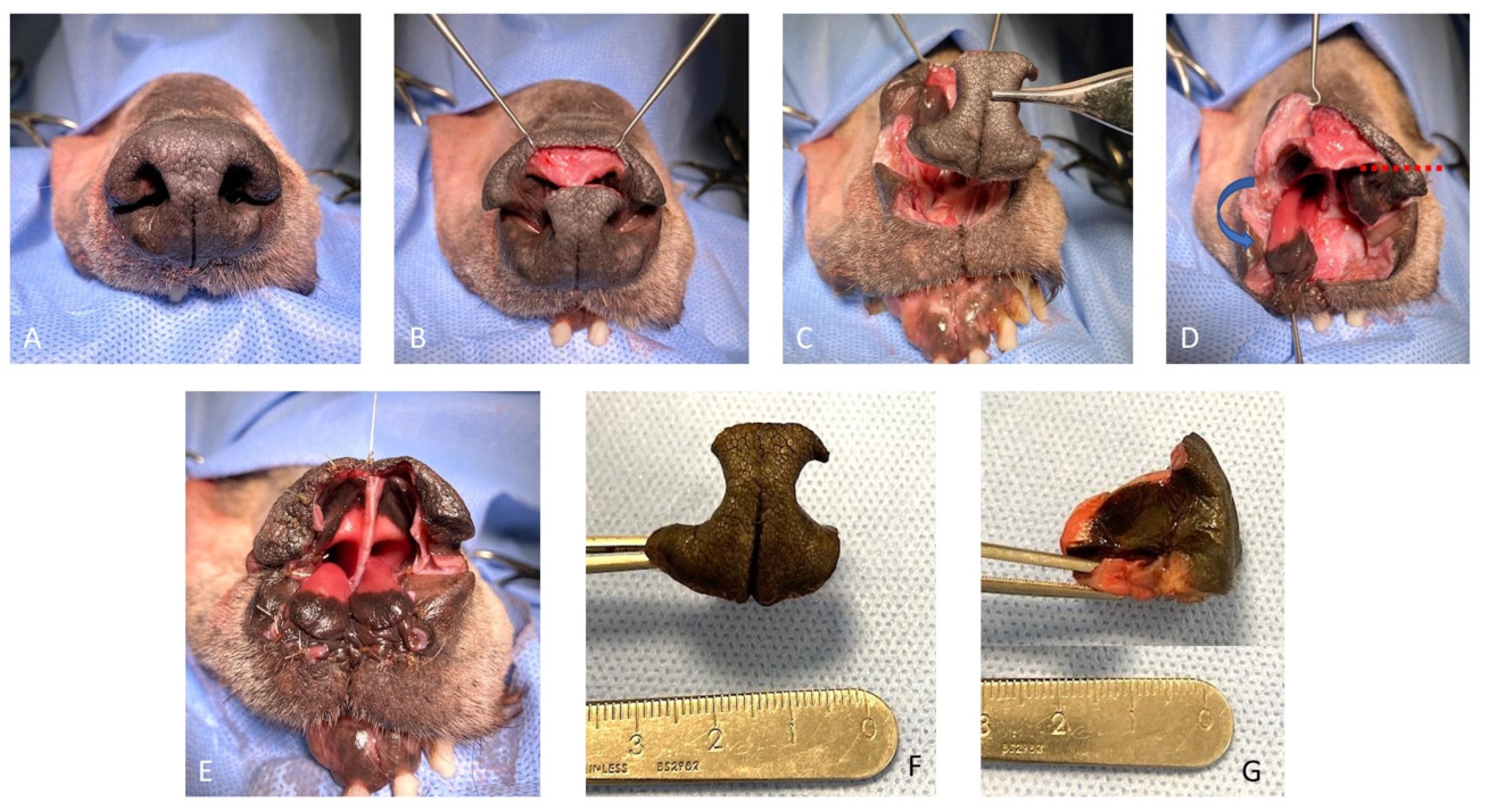 Figure 2 from Mitral valve repair in dogs. | Semantic Scholar