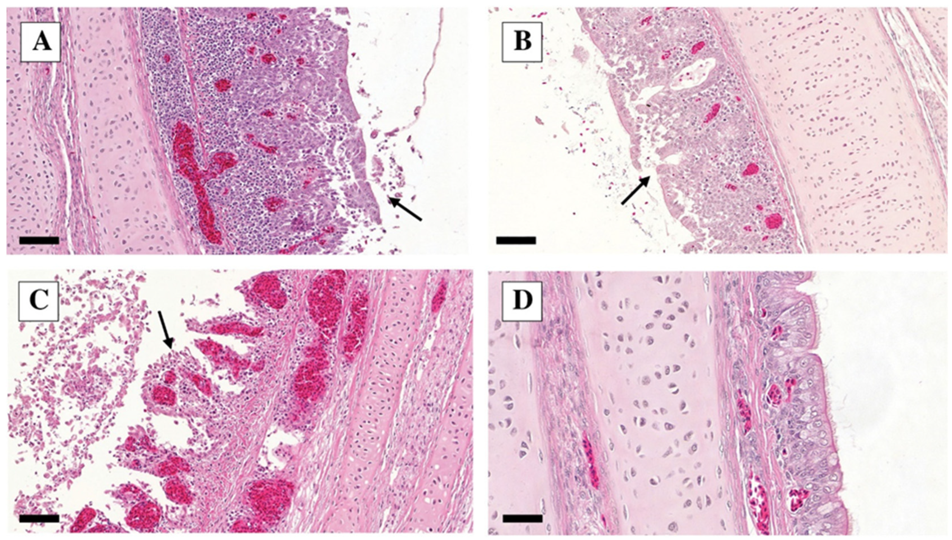 Vetsci 10 00671 g003 Vetsci 10 00671 g003