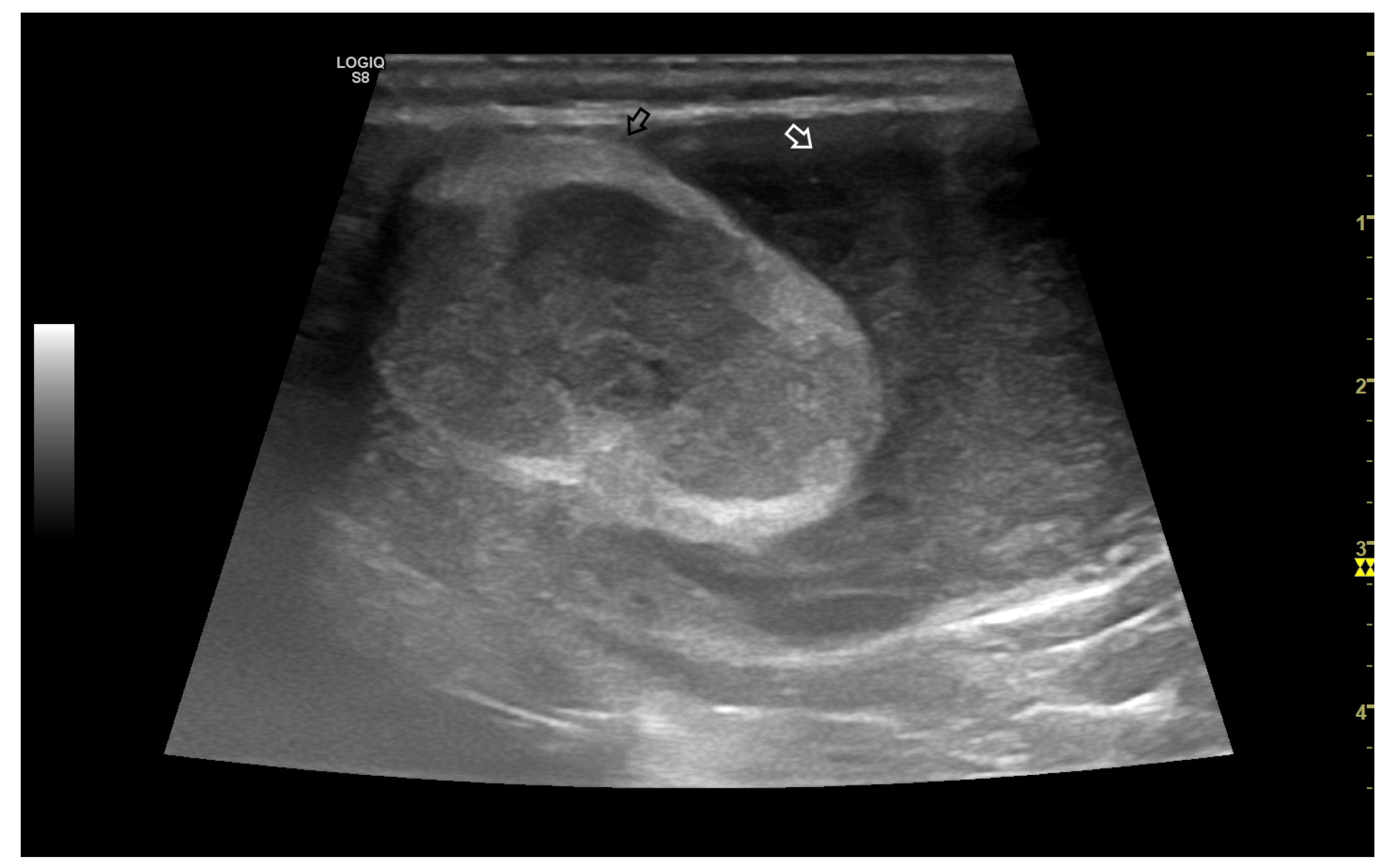 Veterinary Sciences | Free Full-Text | Ultrasound-Based Technologies for  the Evaluation of Testicles in the Dog: Keystones and Breakthroughs