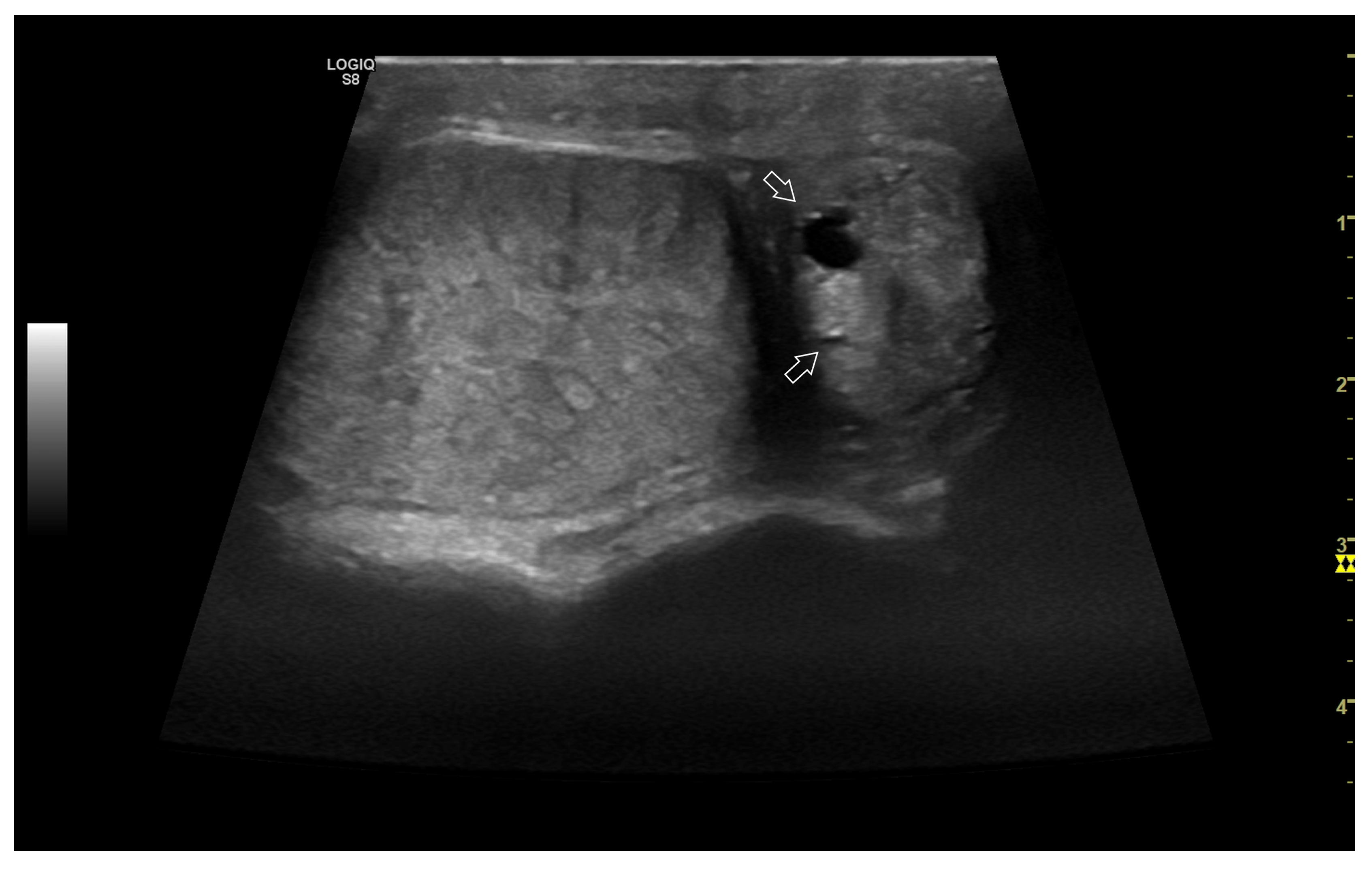 Vetsci 10 00683 g004 Vetsci 10 00683 g004