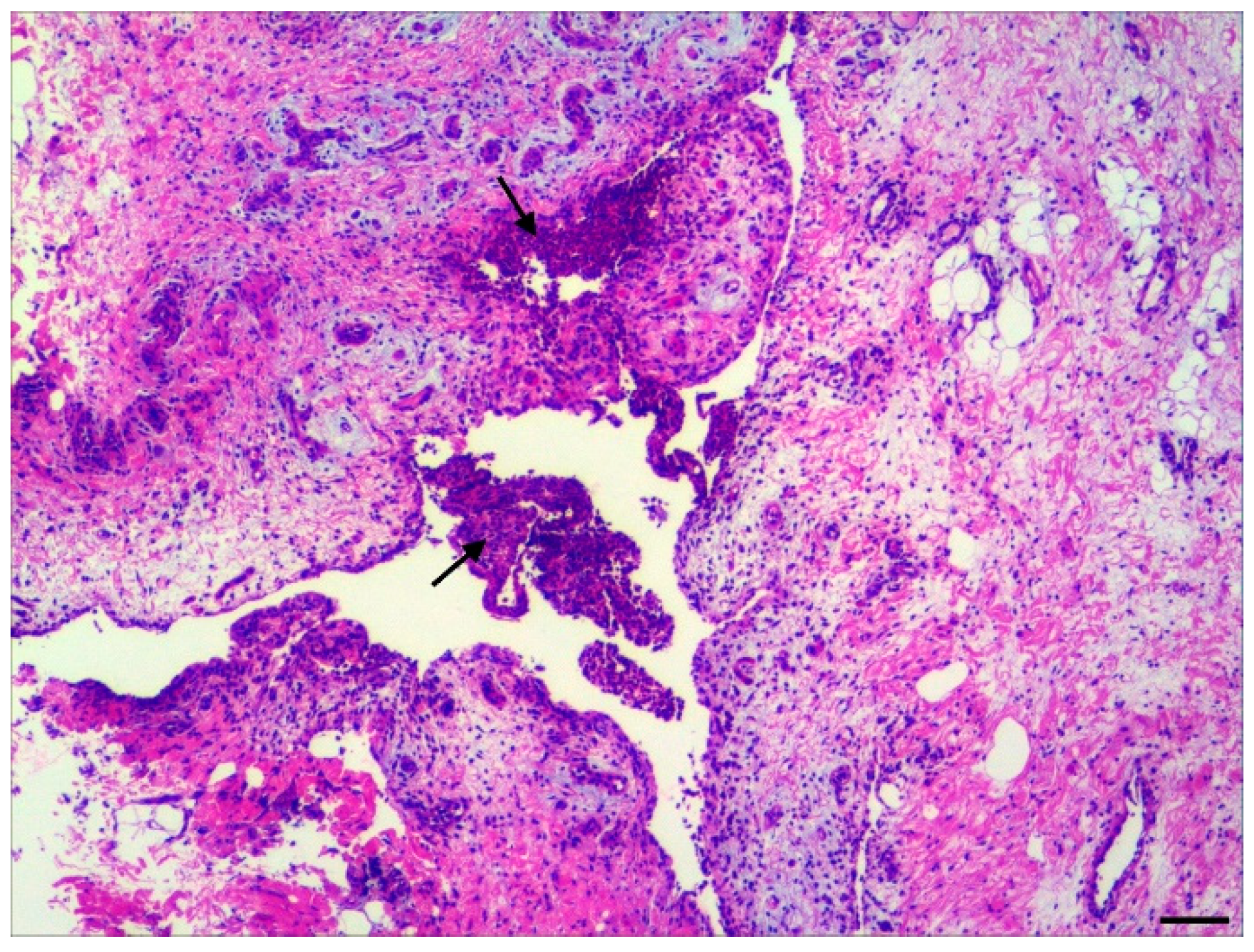 Vetsci 11 00017 g001