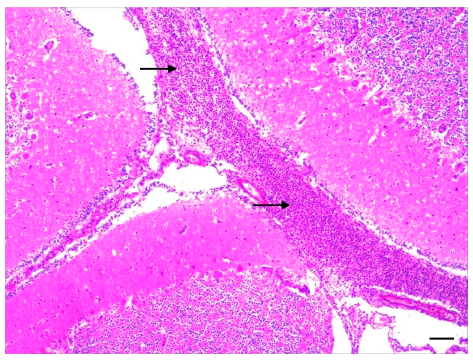 Vetsci 11 00017 g002