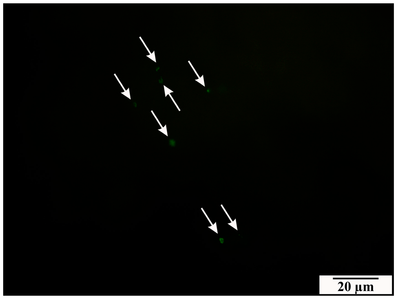 Vetsci 11 00018 g002 Vetsci 11 00018 g002