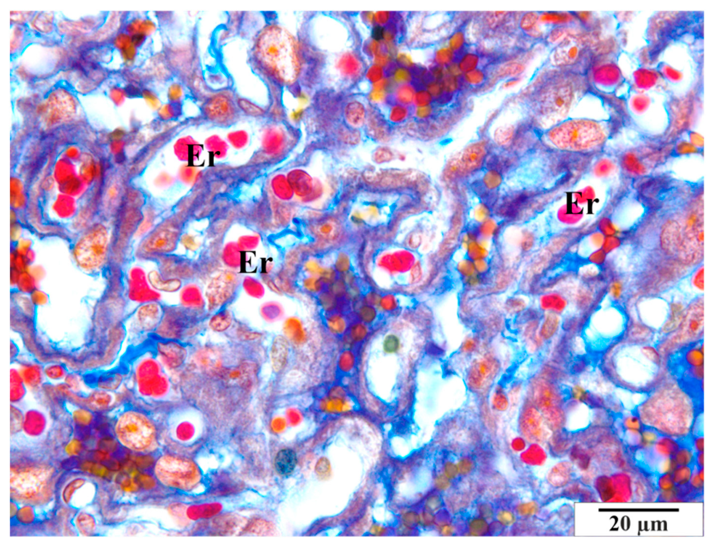 Vetsci 11 00018 g003 Vetsci 11 00018 g003